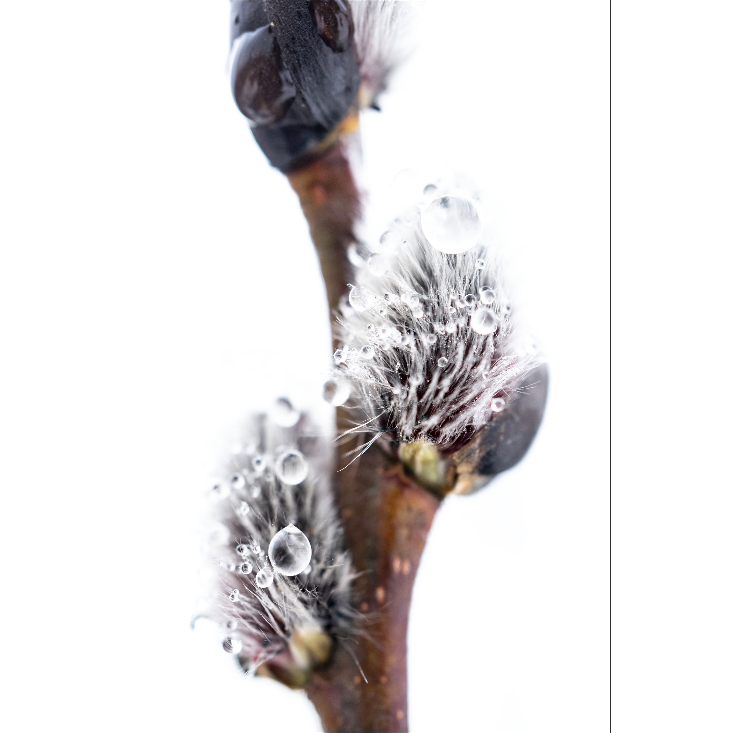 LWP_SignsofSpring.jpg