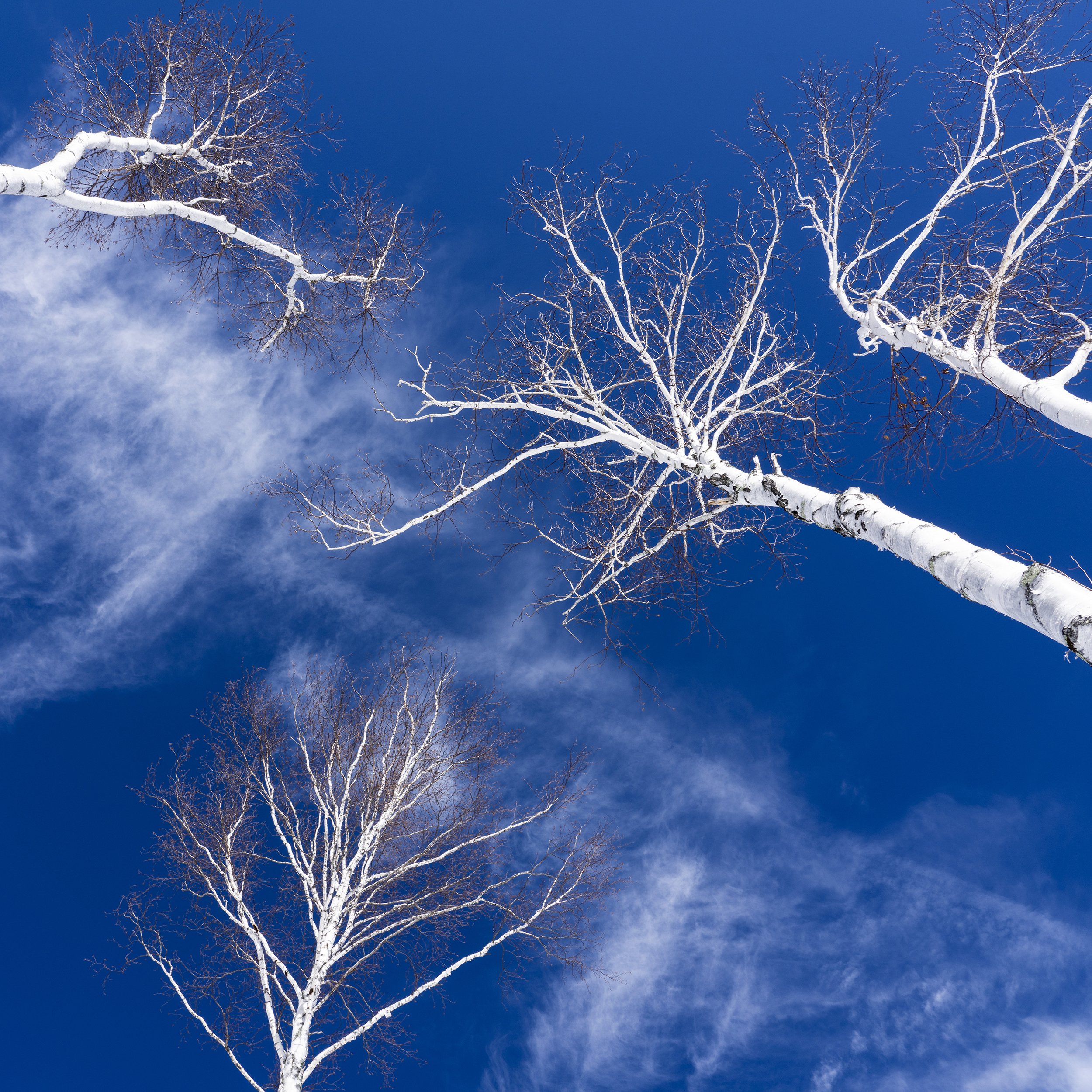 rDSC01497_BirchTreeDream.jpg