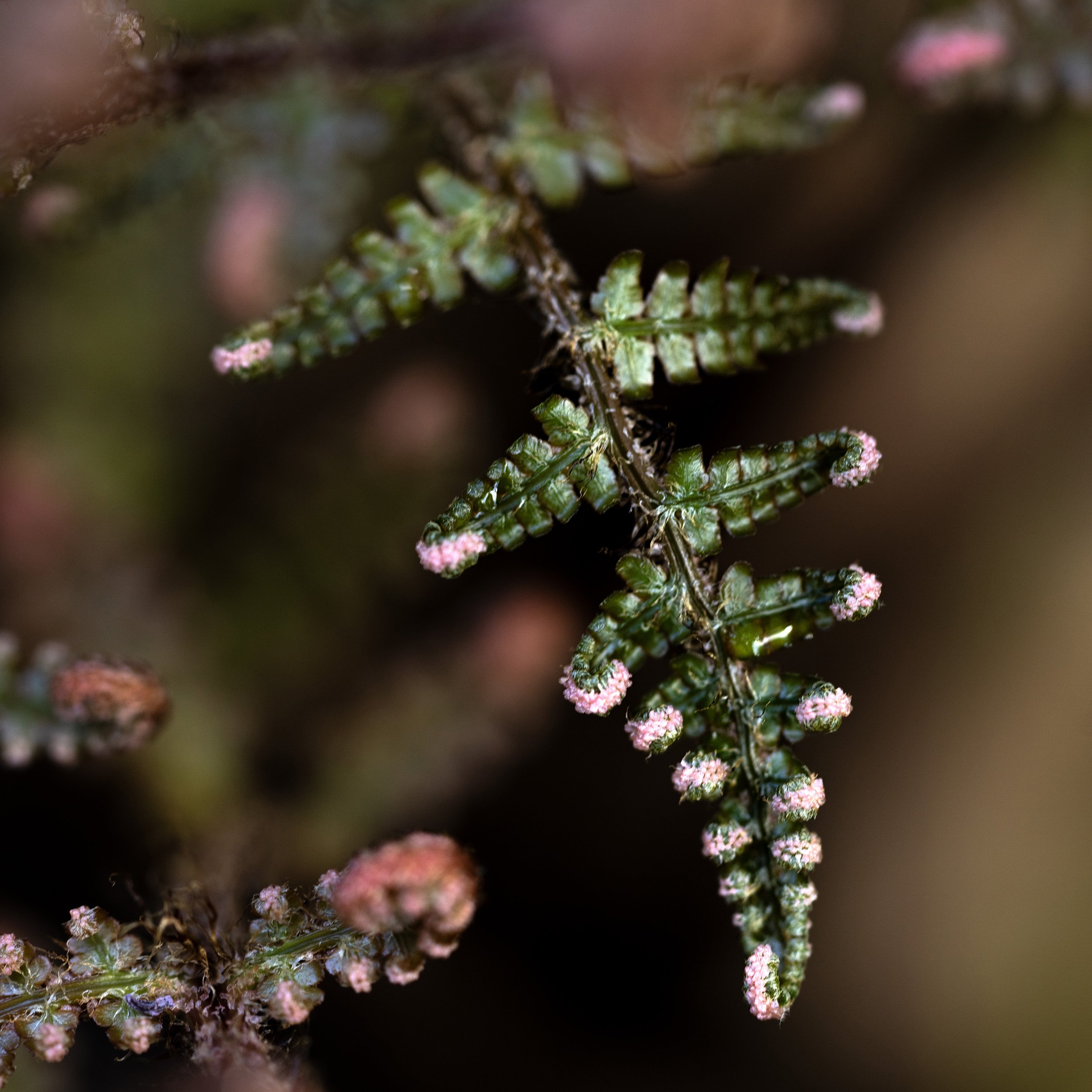 rDSC01722_PaintedFern.jpg