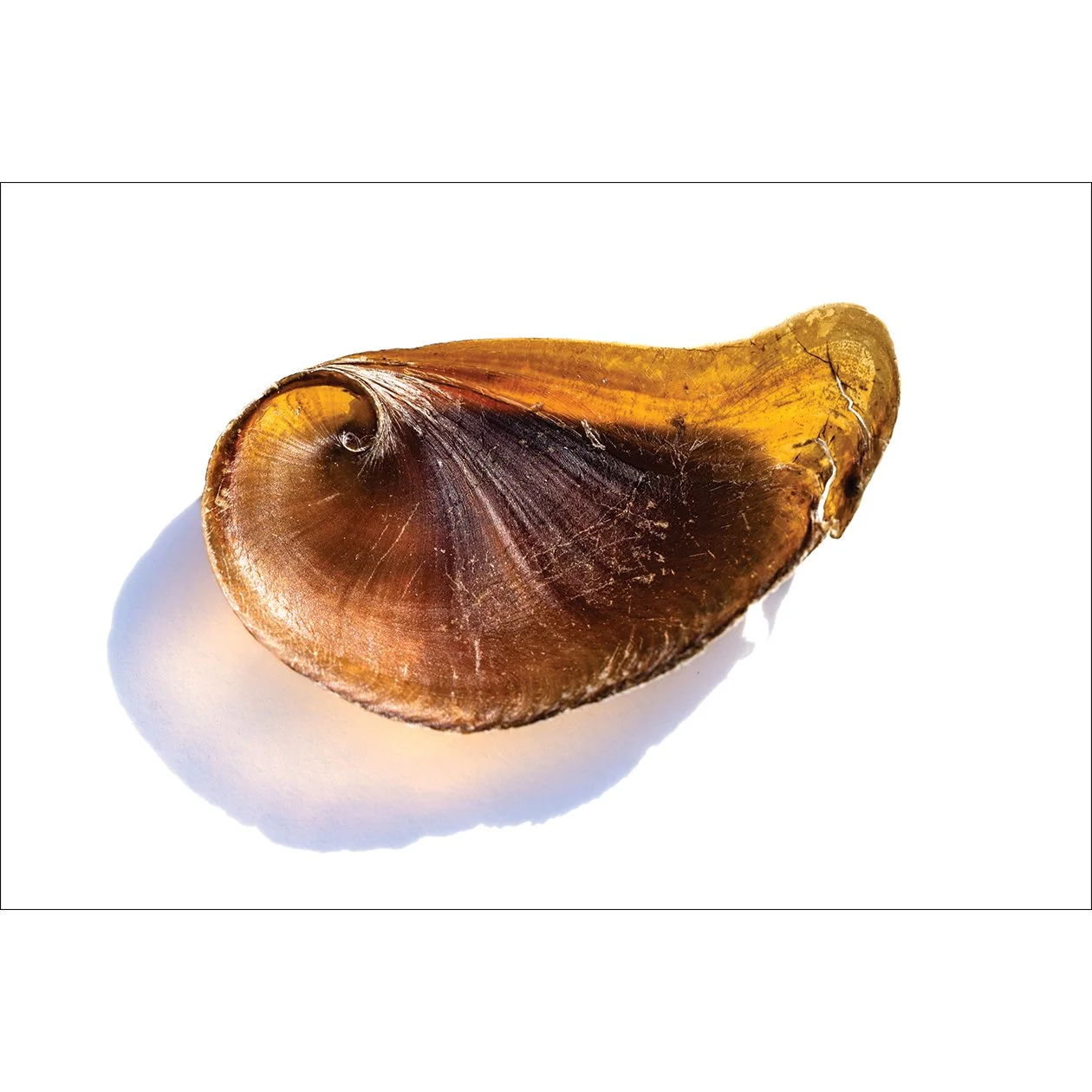 Operculum