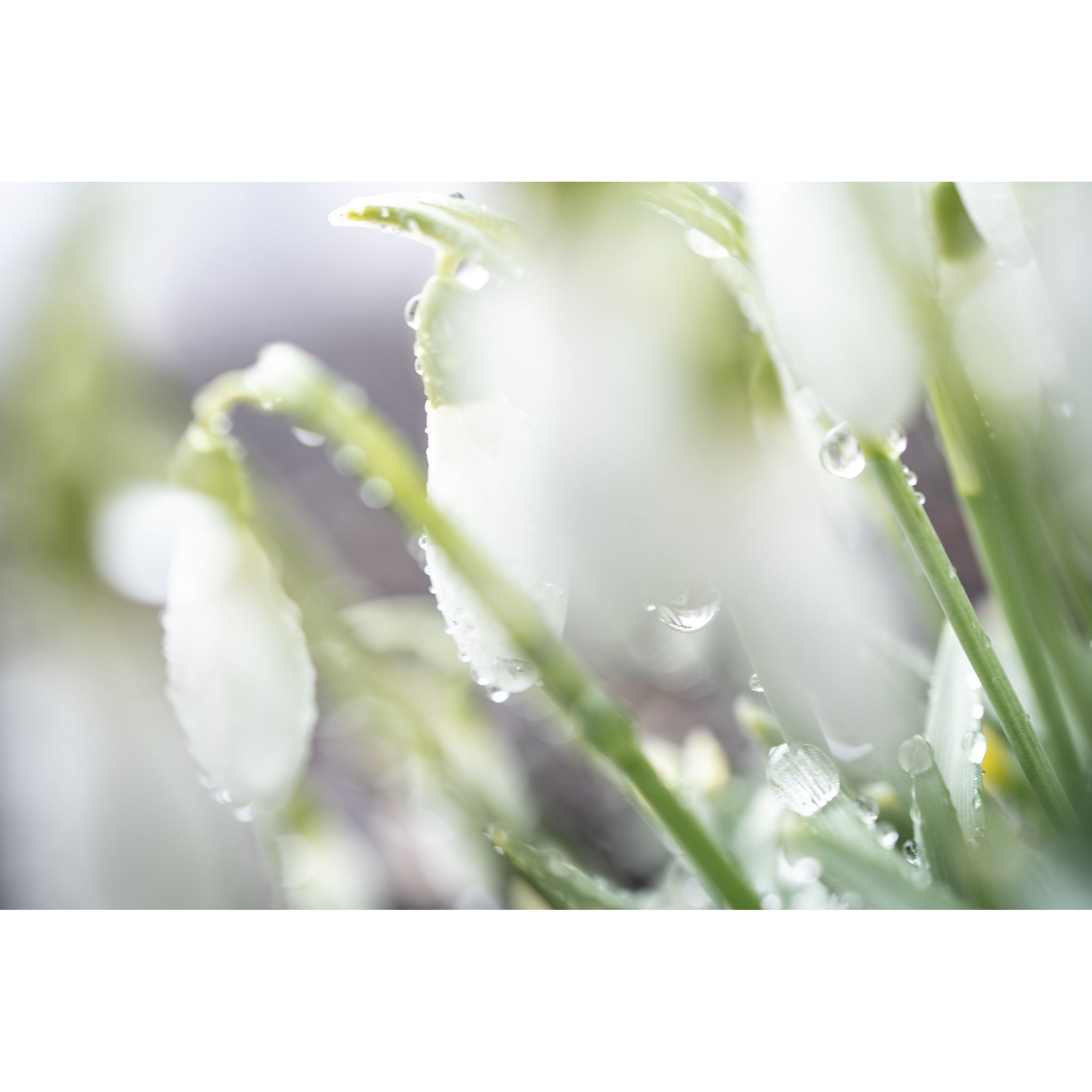 rDSC00351_SnowdropsII copy.jpg