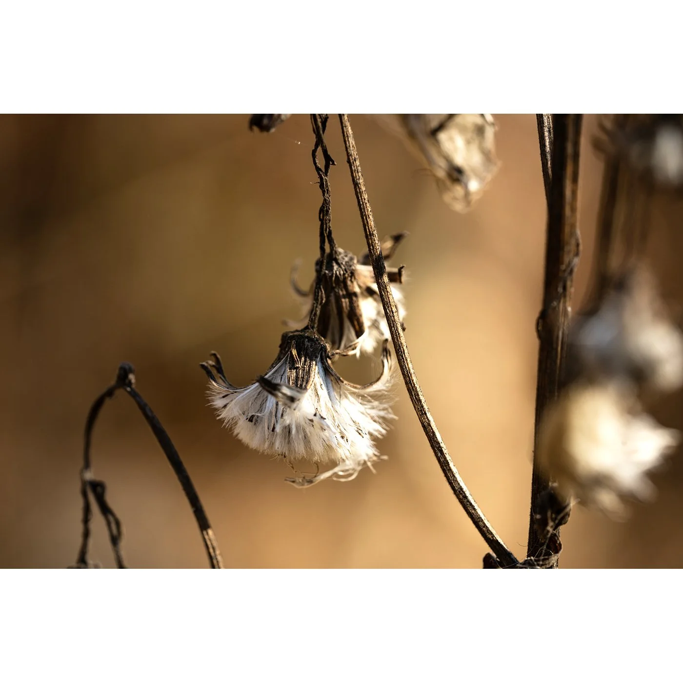 All the Leaves Are Brown