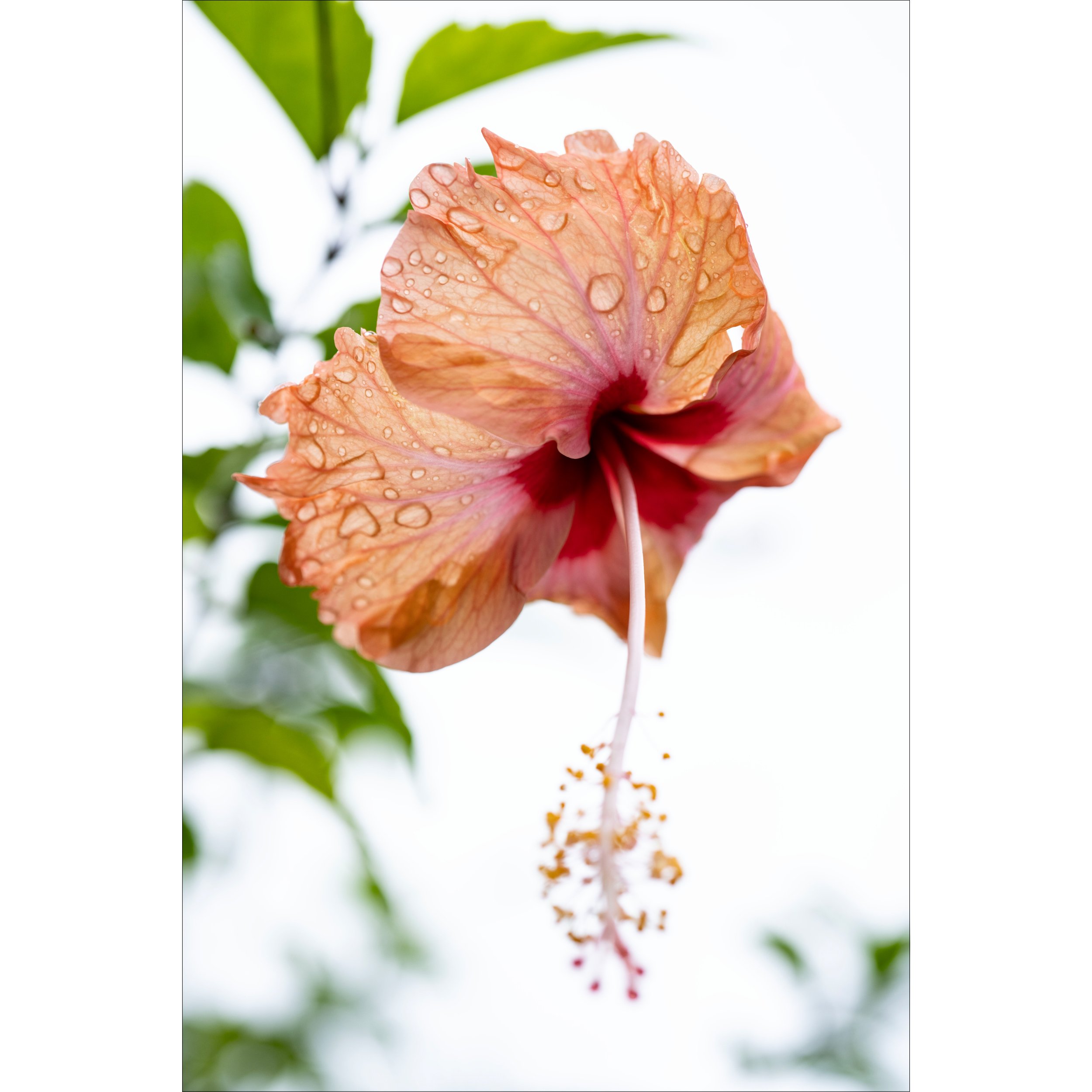 LWP_HibiscusFlower.jpg