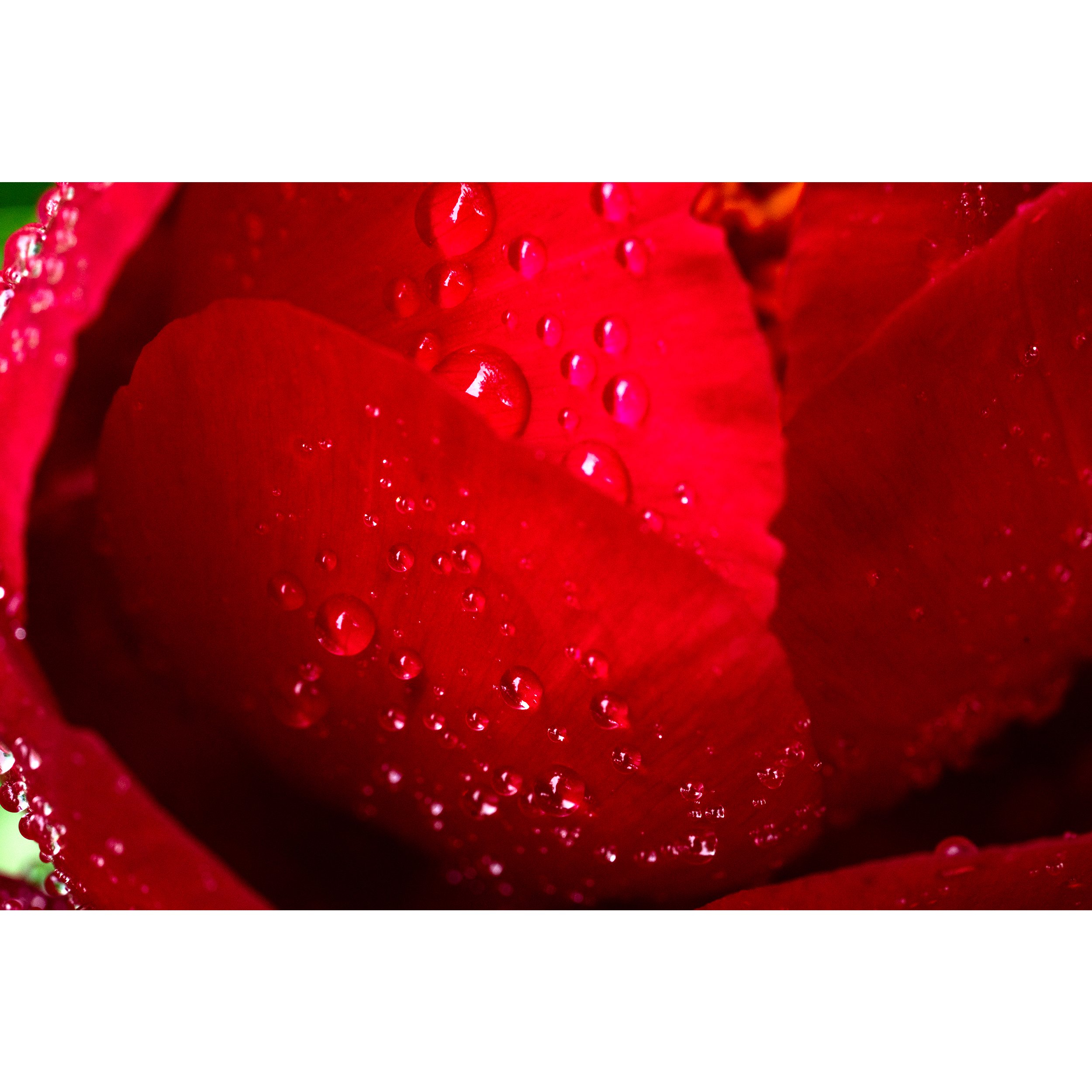LWP_PeonySeason.jpg