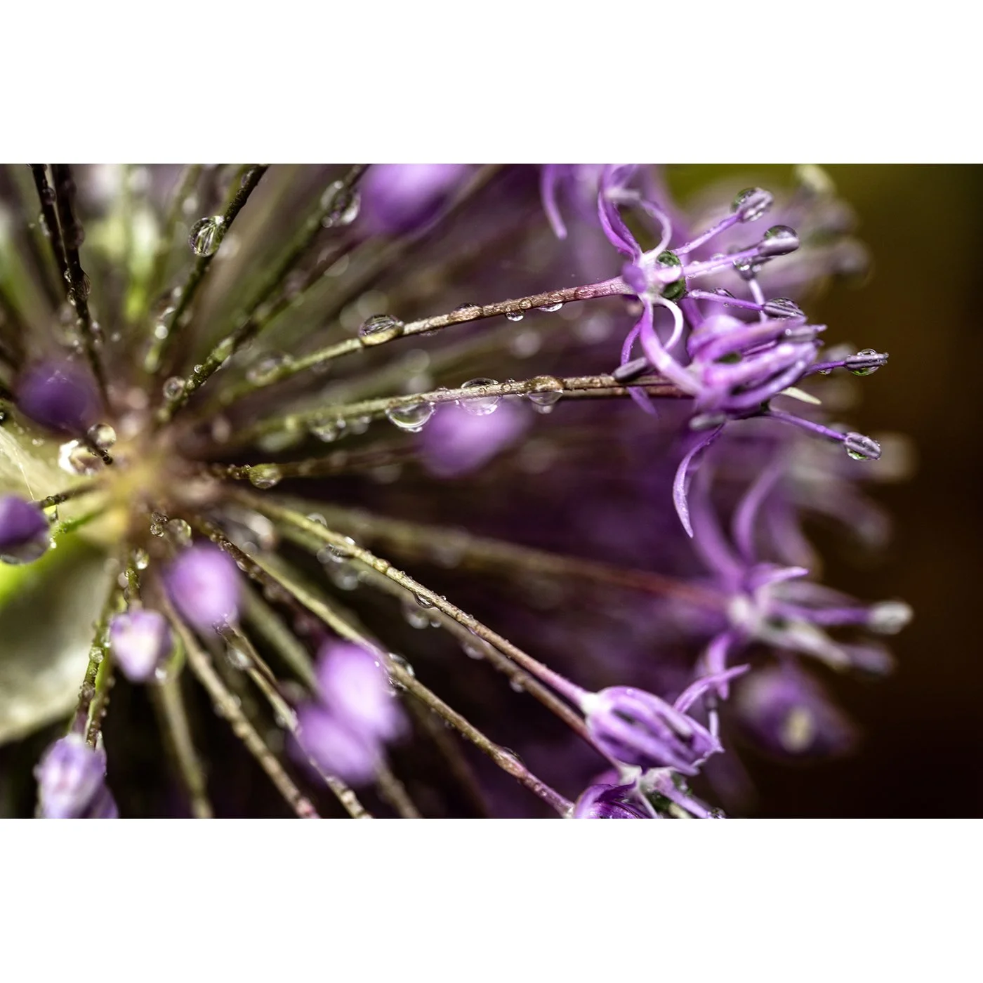 Rhythym of the Raindrops