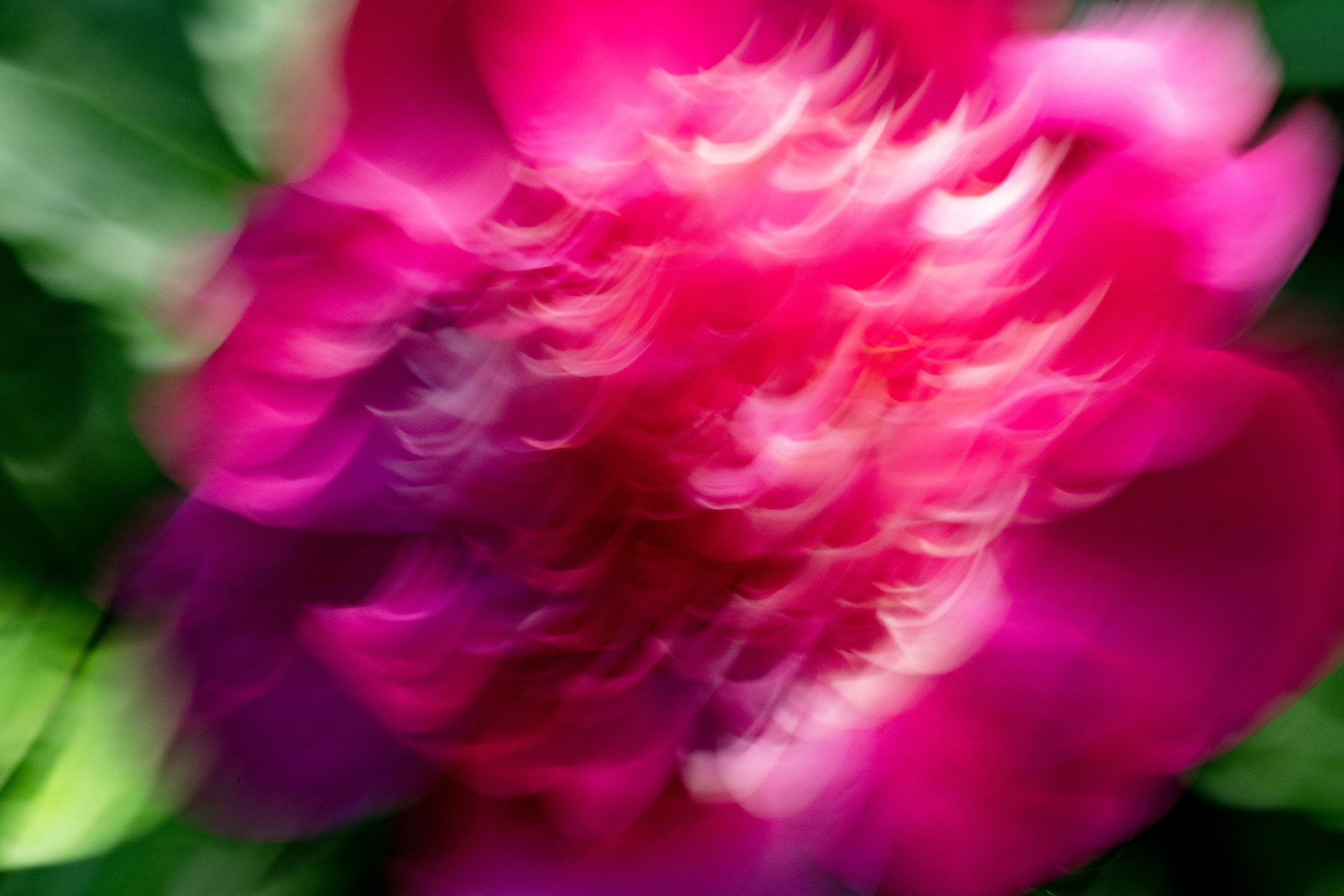 rDSC02414_TickledPink.jpg