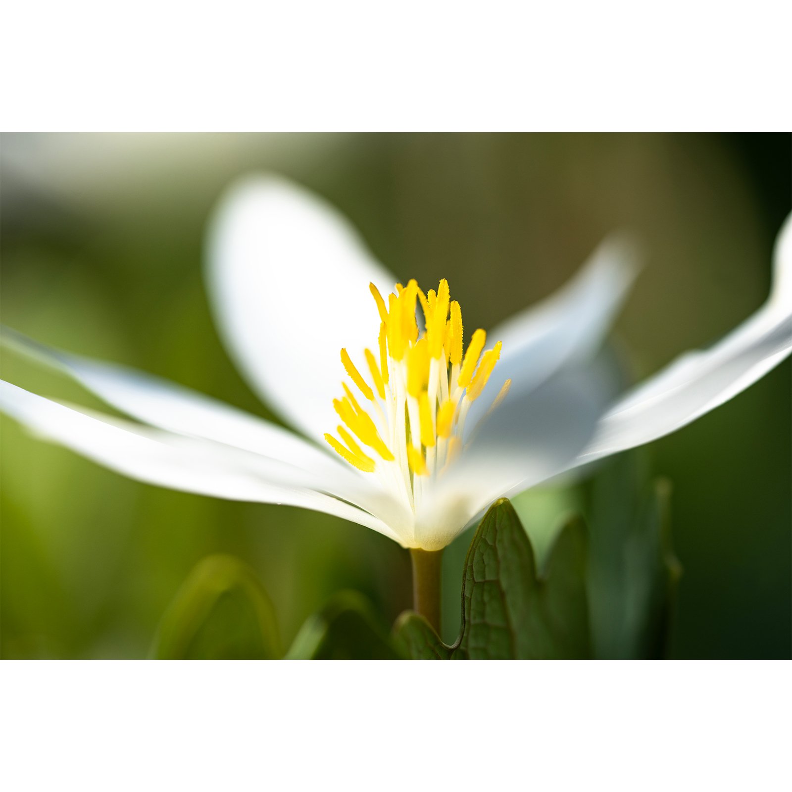 rLWP_Soft_White_Light.jpg