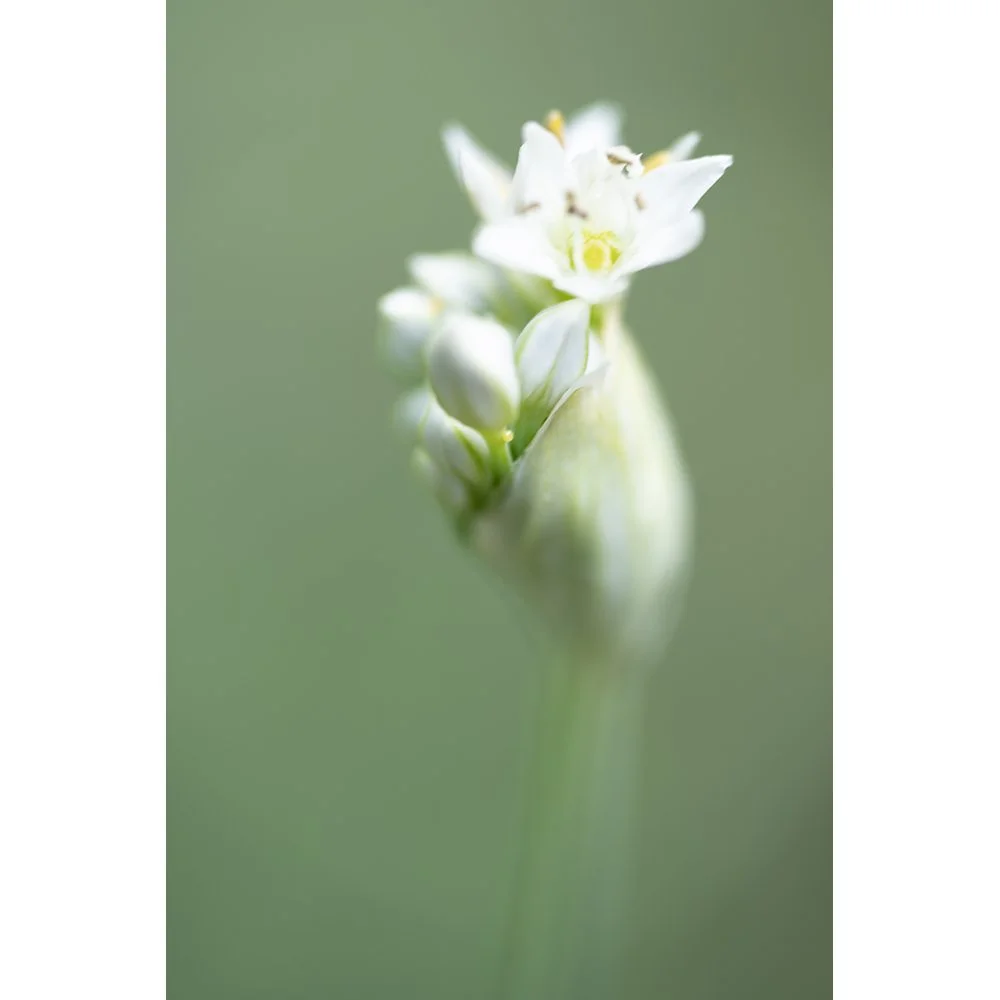 Garlic Flower