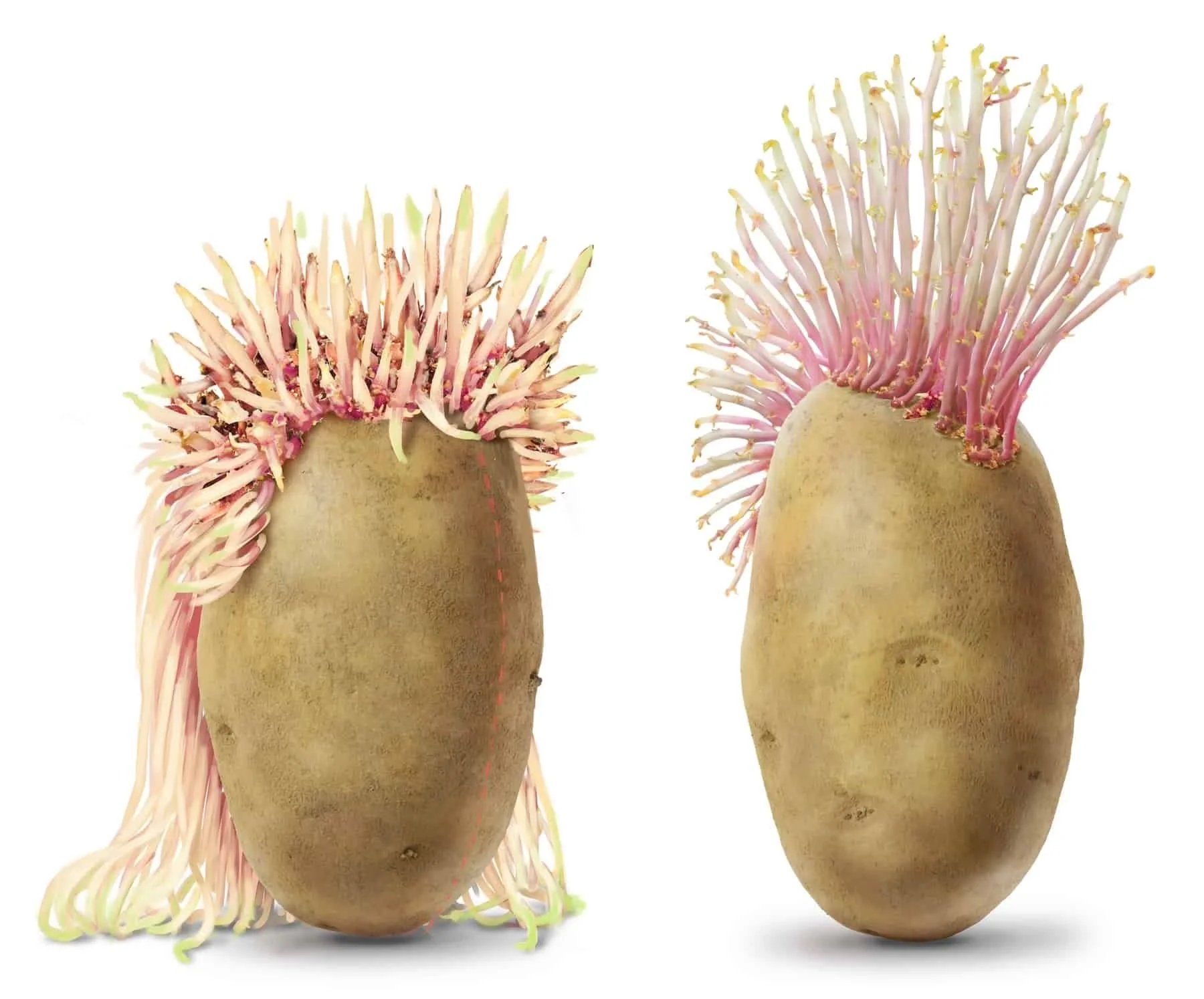 WayArt_BerndW_Potatoes3.jpg