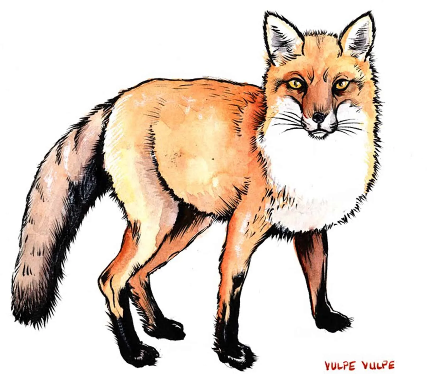 WayArt_ChrisB_Redfox.jpg