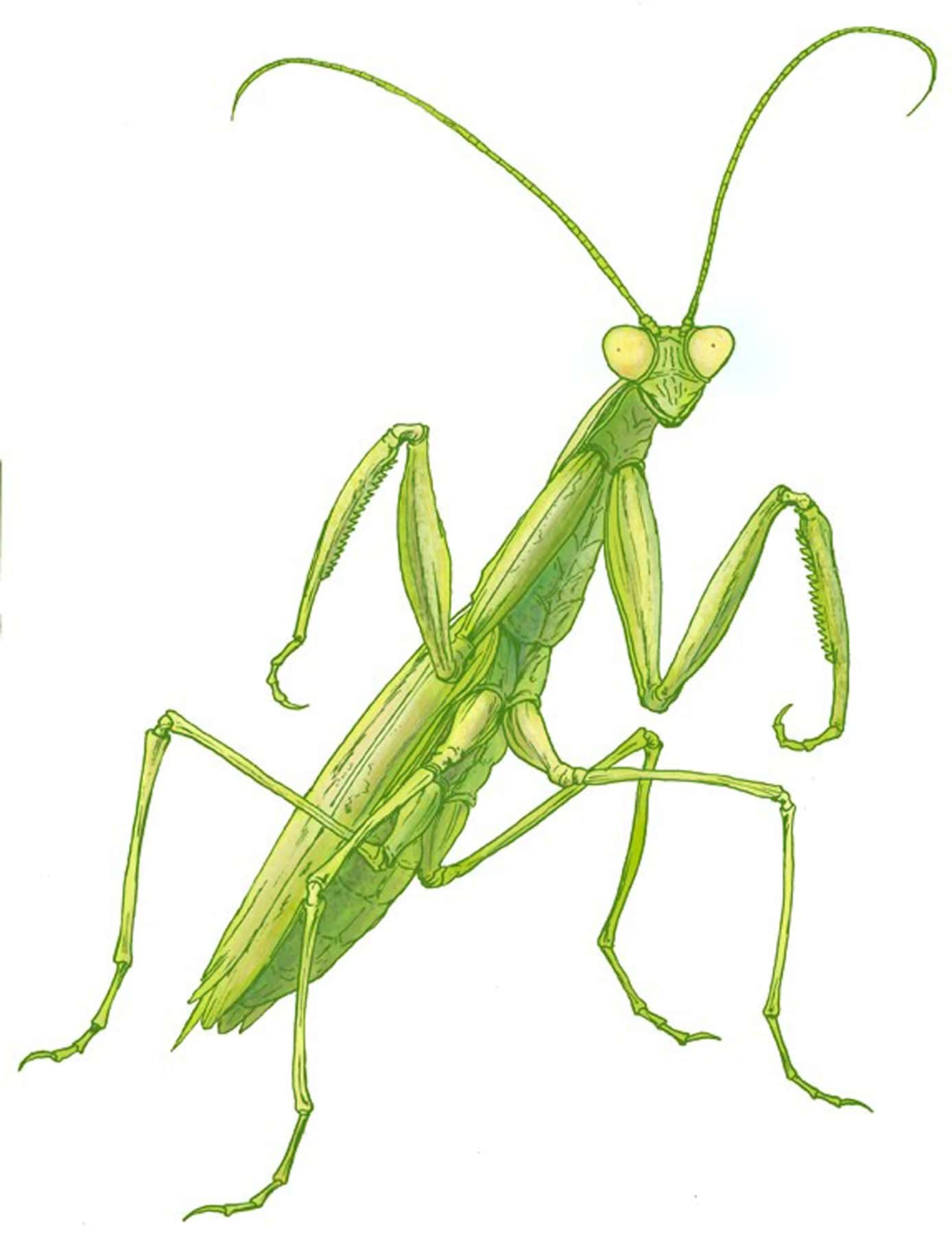 WayArt_ChrisB_Mantis.jpg