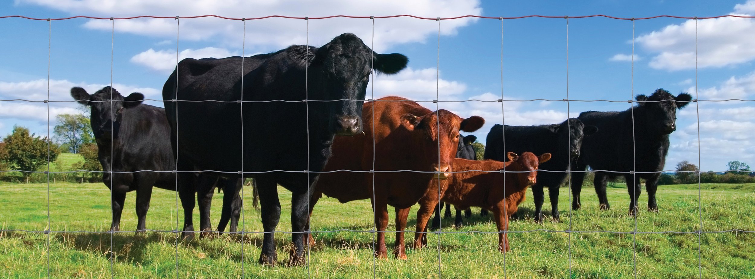 bourbon-state-fence-company-kentucky-agricultural.jpg