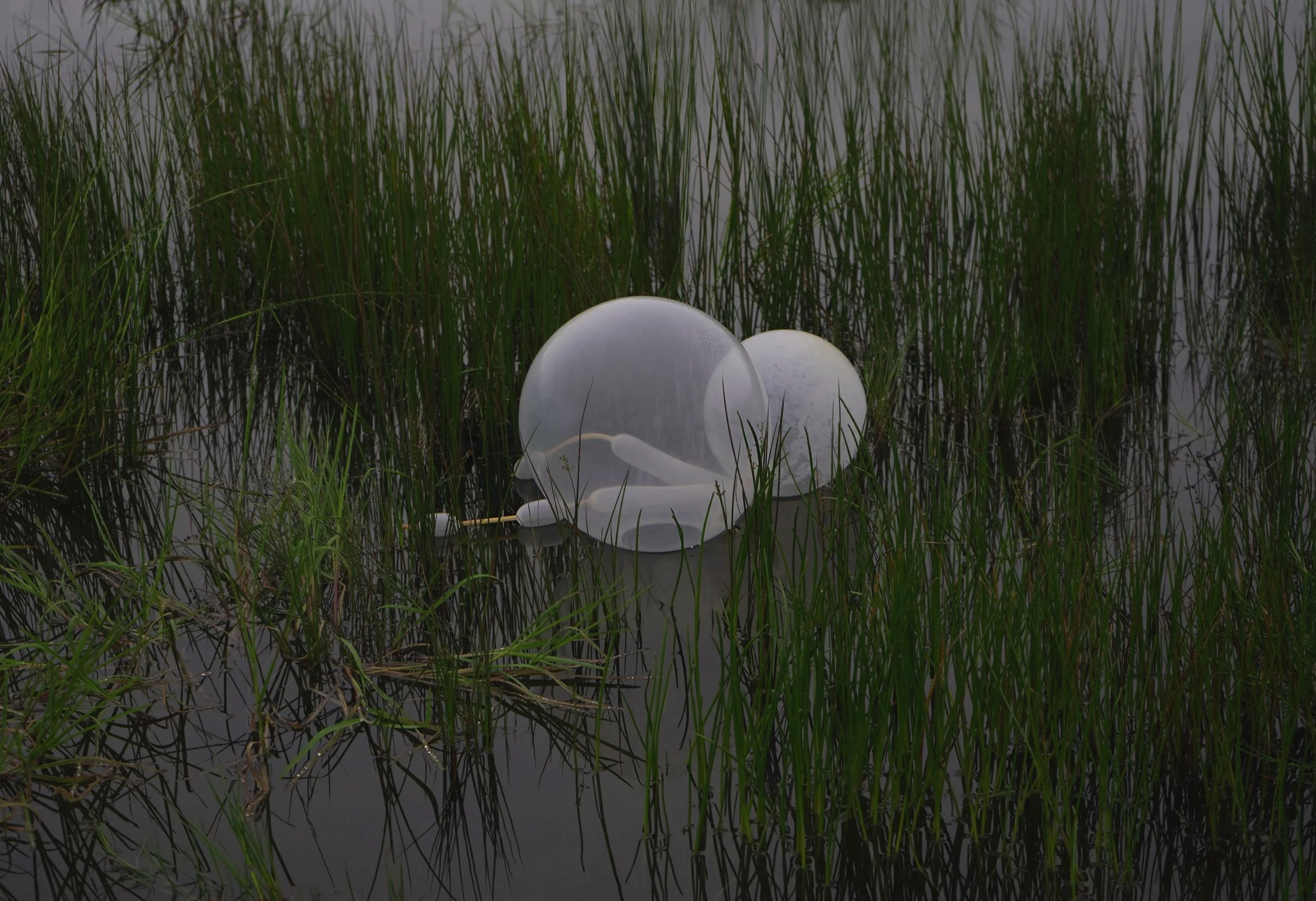 Nothing Gold Can Stay 2023, 
Giclee print