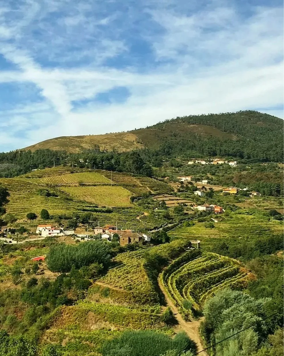 Terraced vineyards in Portugal’s Douro Valley.