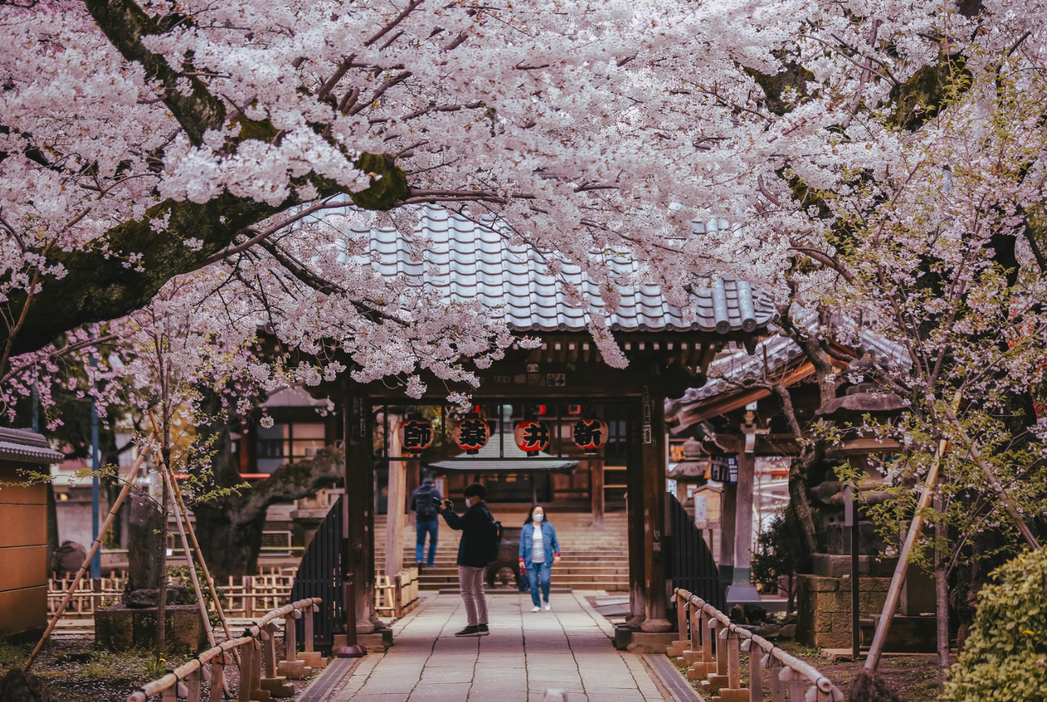 Cherry blossoms in full bloom framing a Japanese shrine gate and stone pathway during spring.