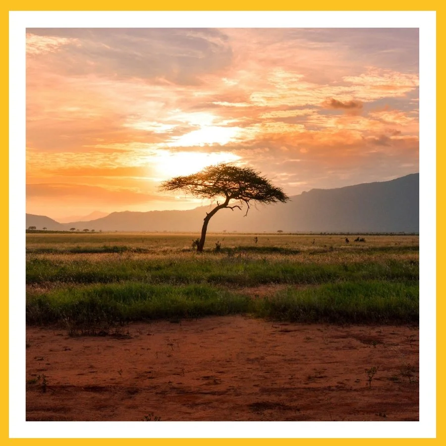 Safari &amp; Asia travel: why solo women, couples, and families are looking beyond Europe