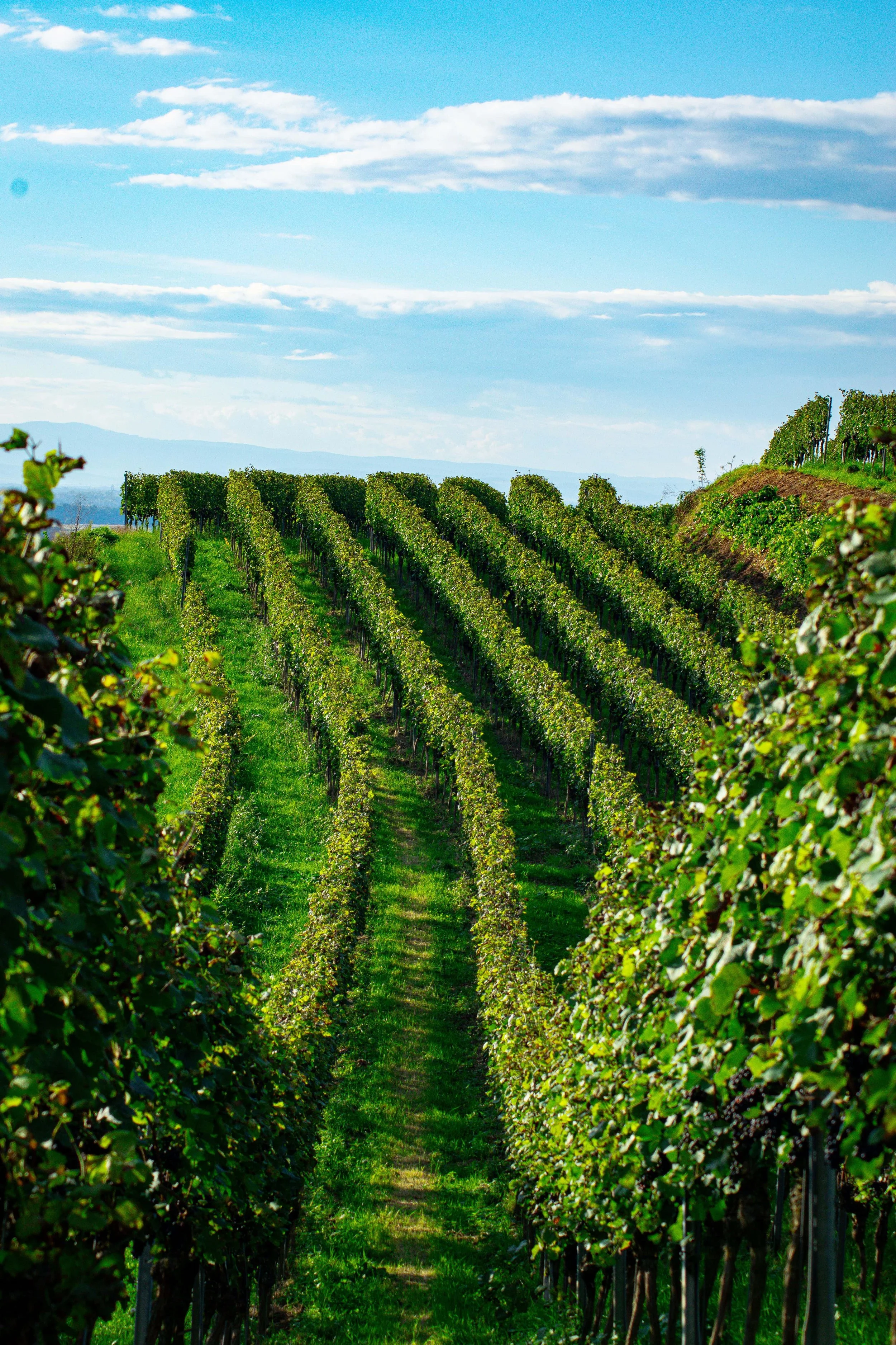 Korčula Island, Croatia, featuring picturesque vineyards known for indigenous grape varieties such as Grk, Pošip, and Plavac Mali.
