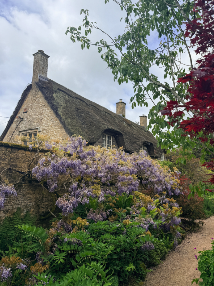 Thatched cottage at Hidcote Manor Garden near Chipping Campden, Gloucestershire, framed by vibrant purple wisteria.