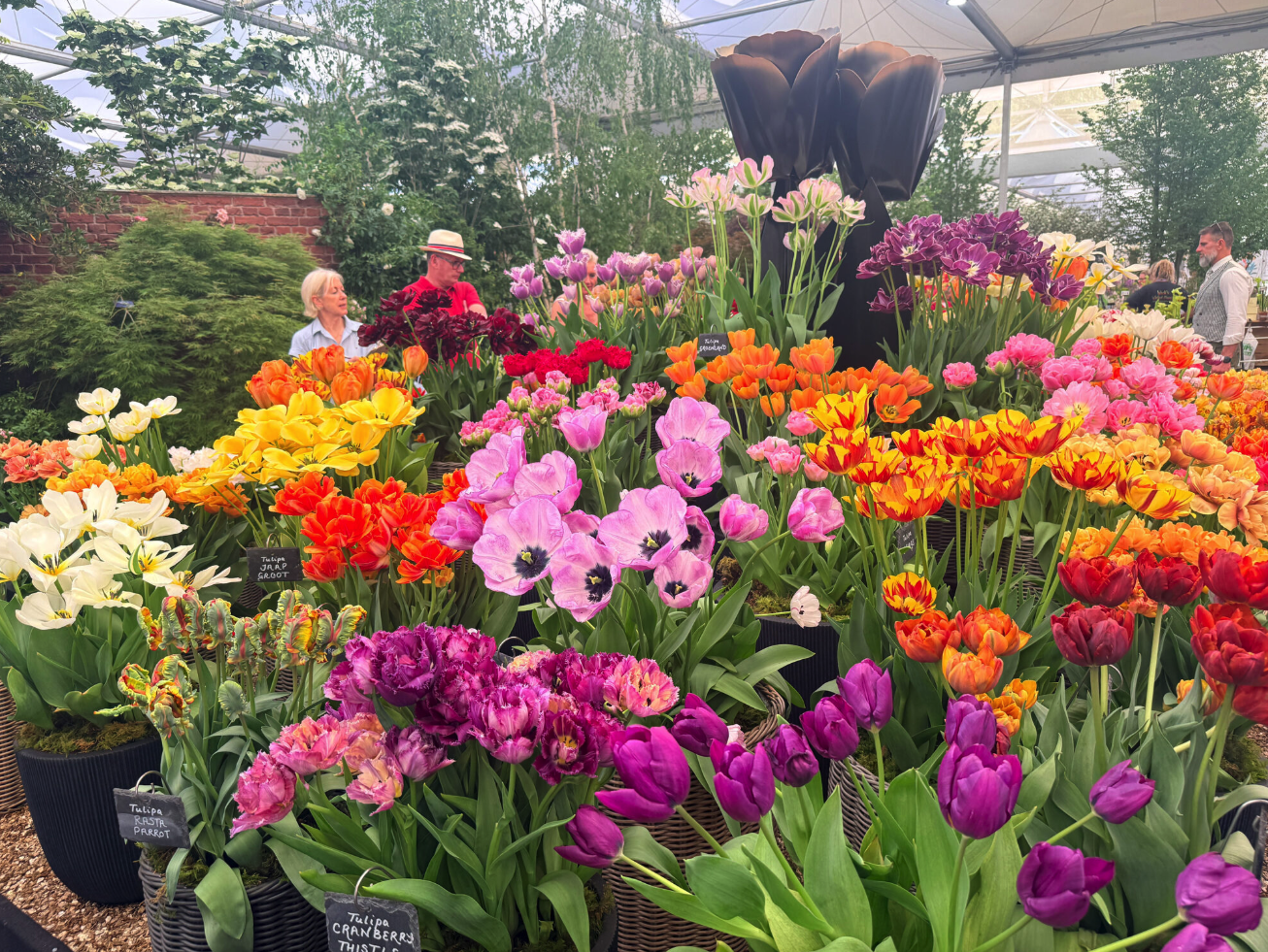 Premium tulip display at the RHS Chelsea Flower Show in London, England.