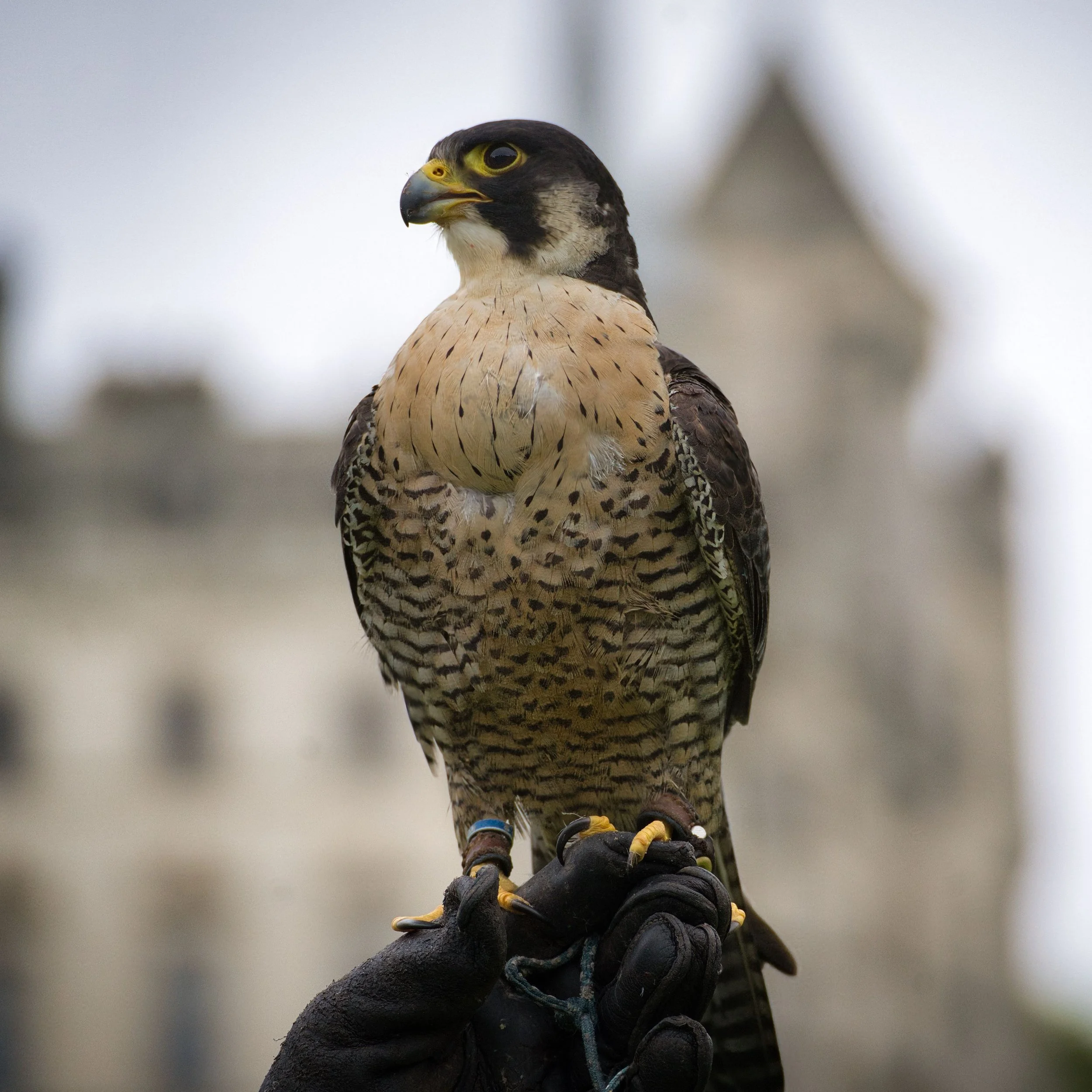 Falconry experience at a historic Irish castle, showcasing the traditional sport of handling trained birds of prey.
