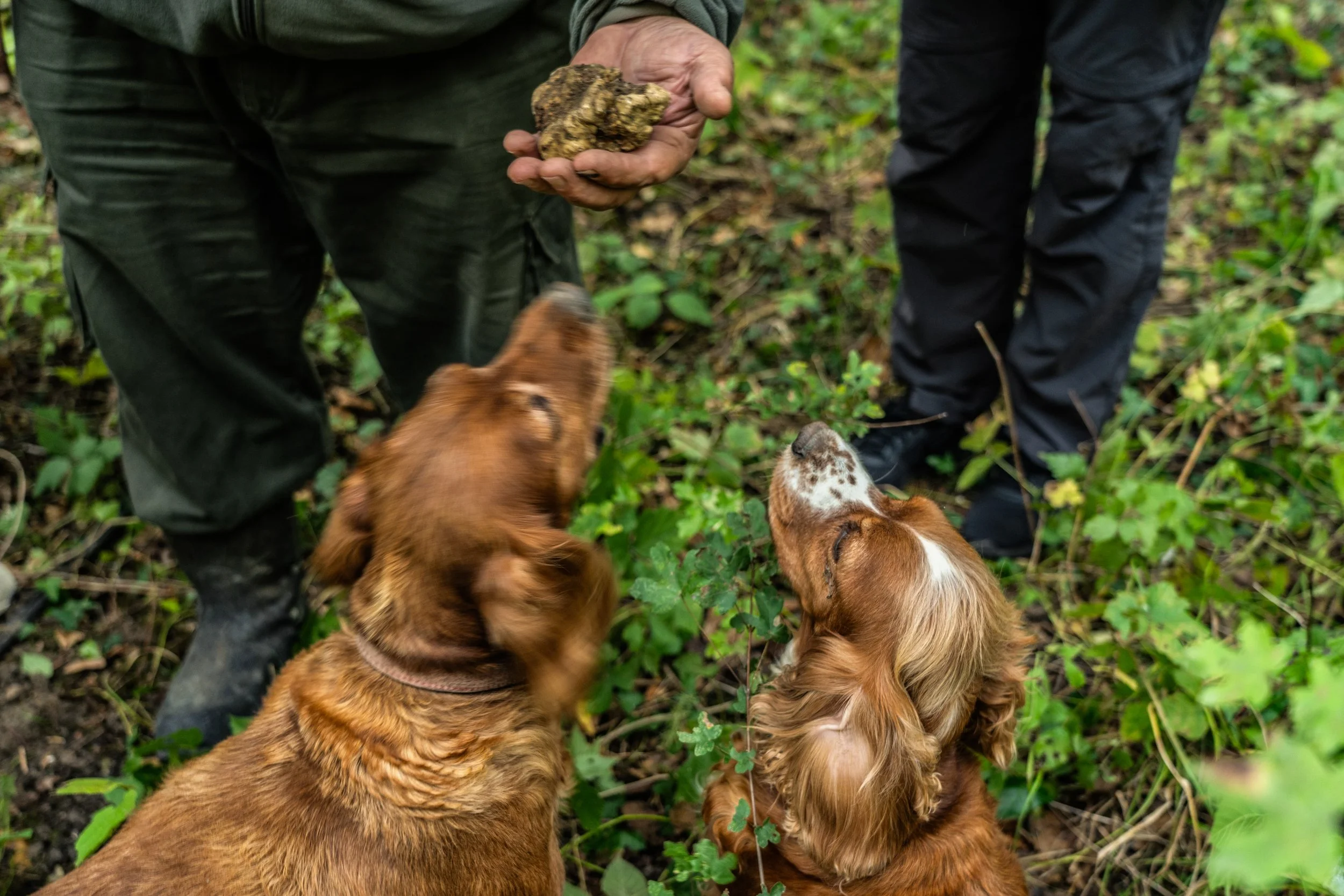 Truffle-hunting dog sniffing a freshly unearthed Istrian truffle in the forests of Istria, Croatia.