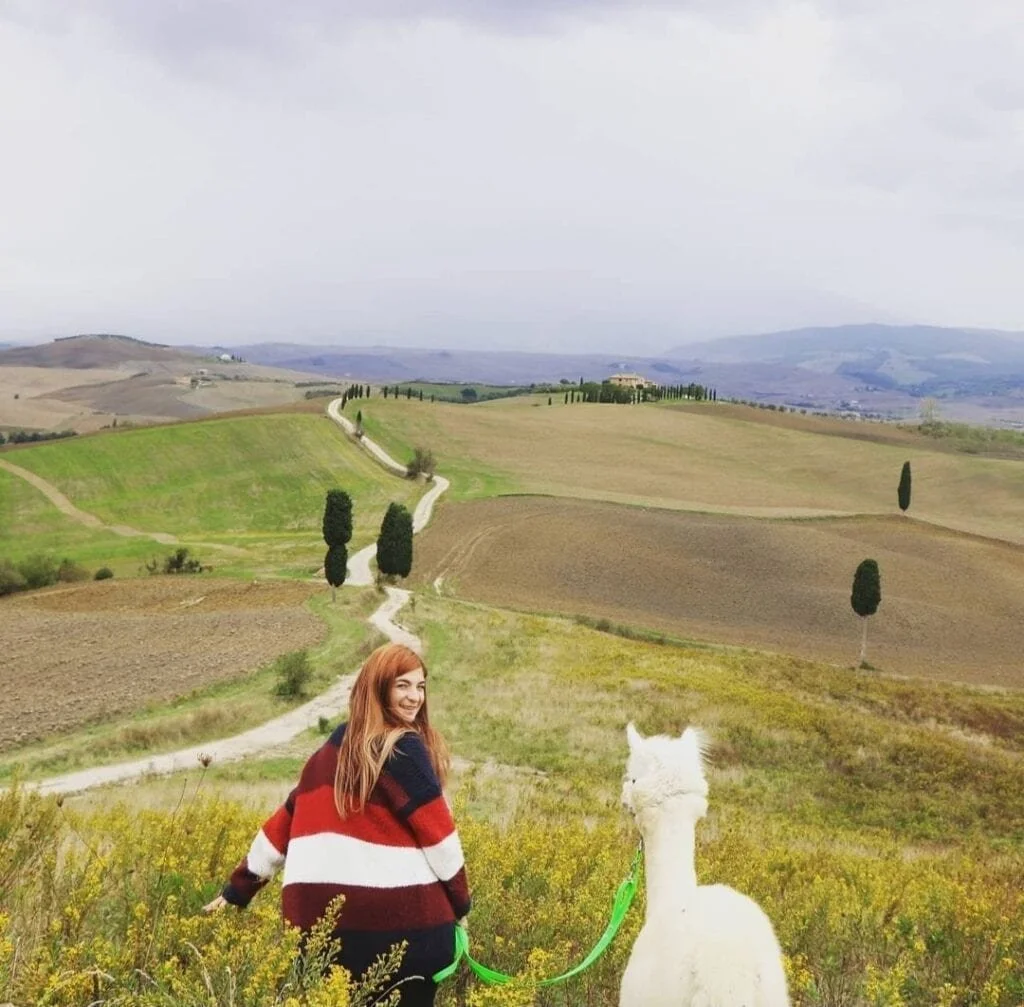 Trek with an Alpaca in Brunello.