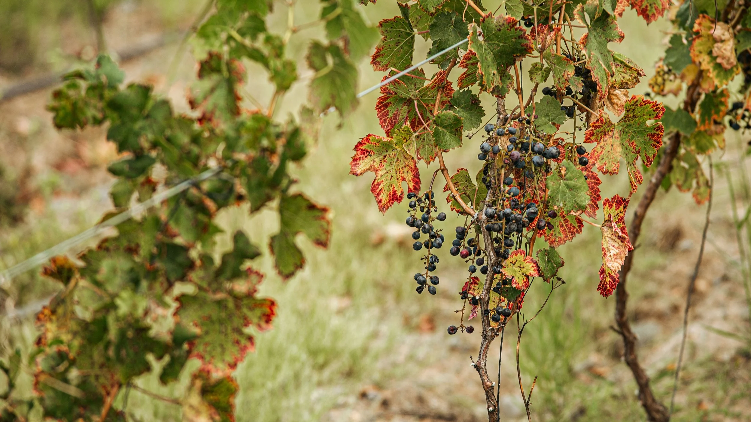 Port wine, a fortified wine from Portugal’s Douro Valley.