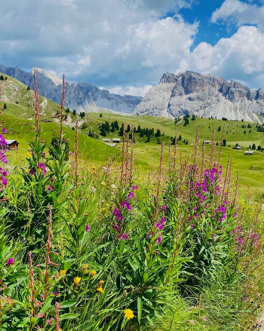 Pink fireweed and yellow wildflowers bloom in a lush alpine meadow beneath the rugged peaks of the Dolomites, Italy.