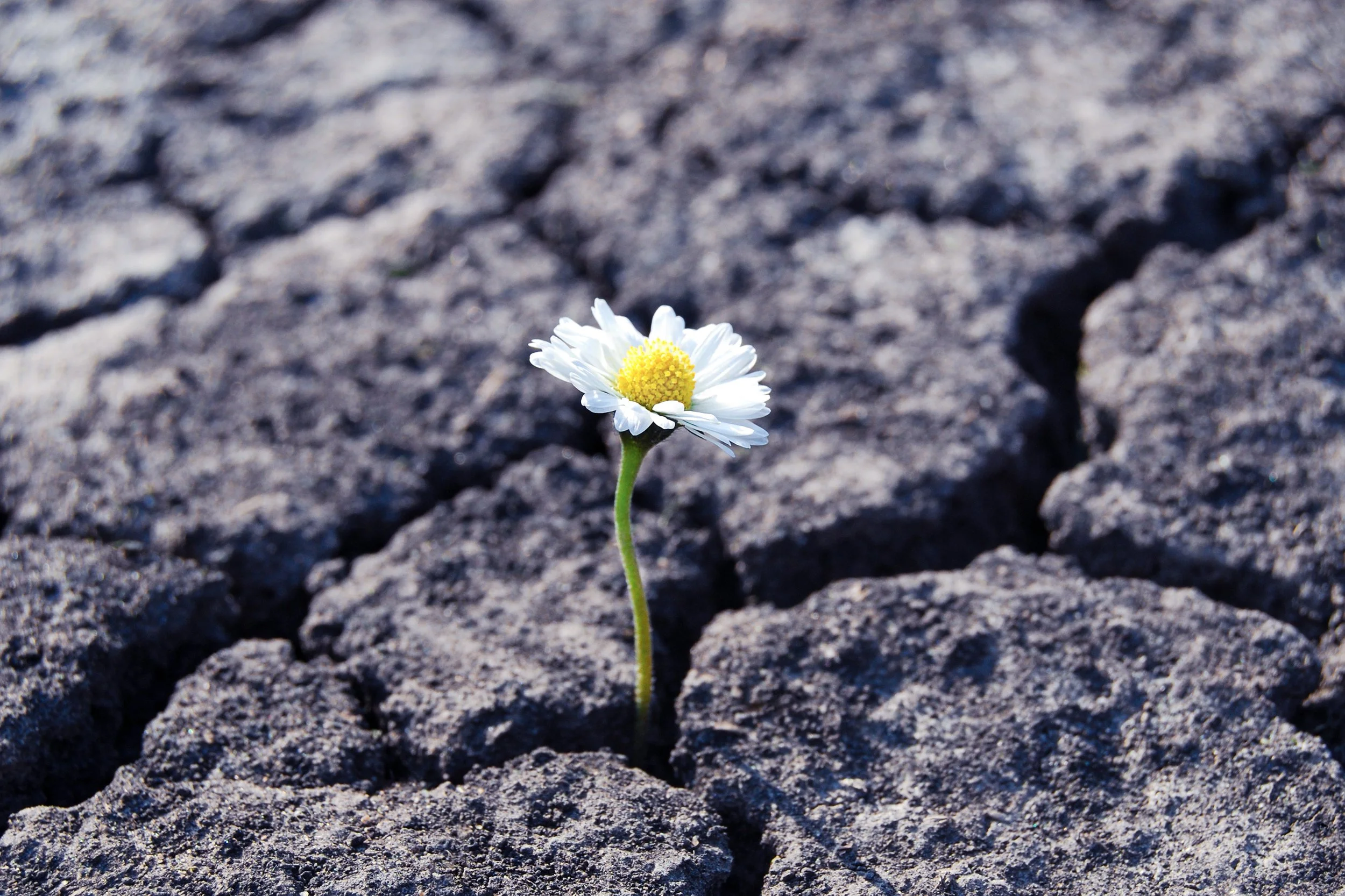 What Real Resilience Looks Like in Kids