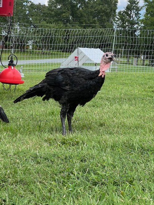 Heritage Turkey2.jpg