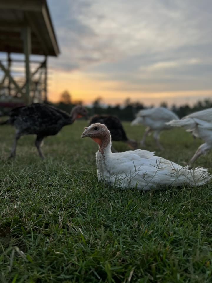 white turkey 2022.jpg