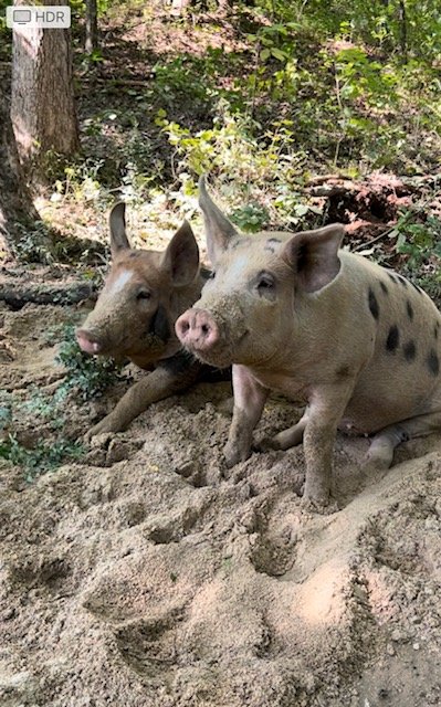 Pigs in woods.jpg