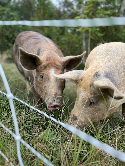 pigs on grass.jpg