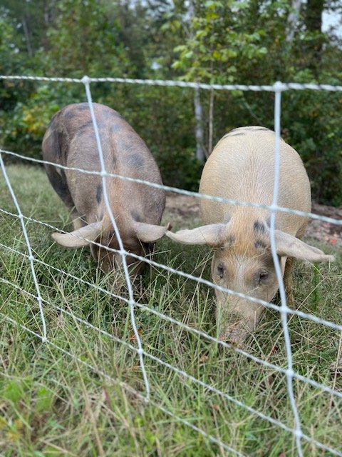 pigs on grass 2.jpg