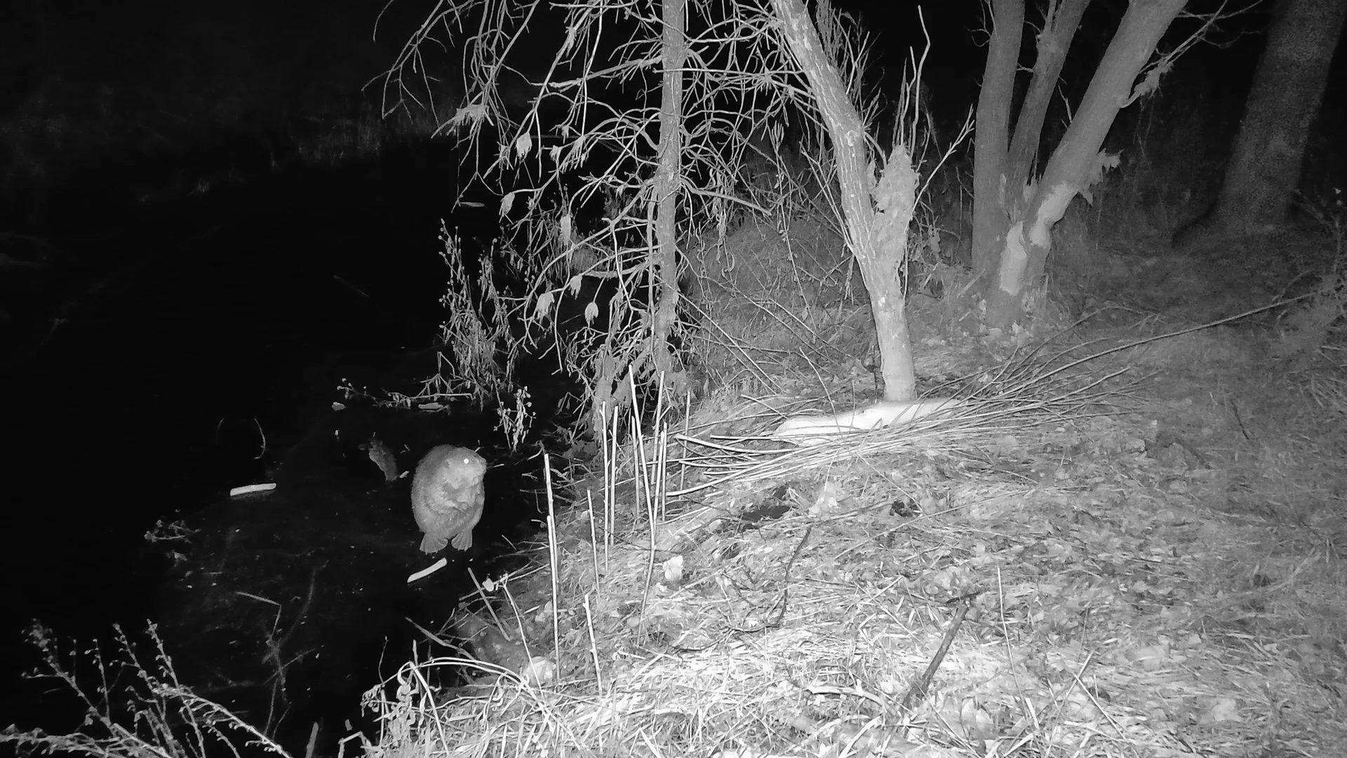 Beavers &amp; Bumblebees