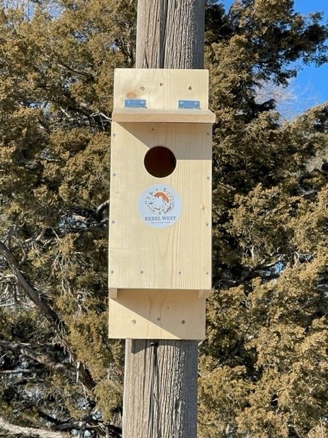 American Kestrel Nest Box