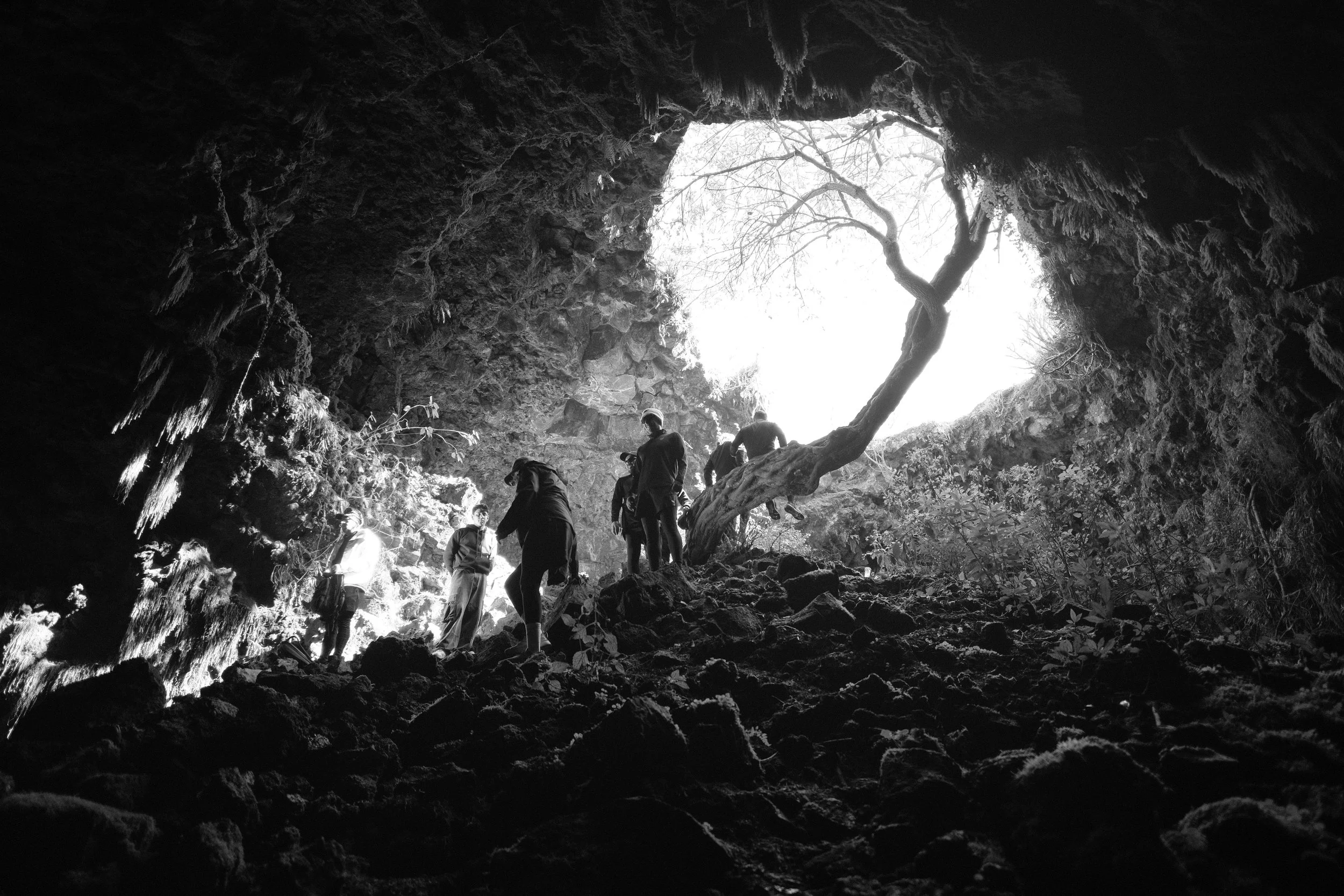 People exploring inside a cave, with a view of the bright opening and a tree extending towards the light.