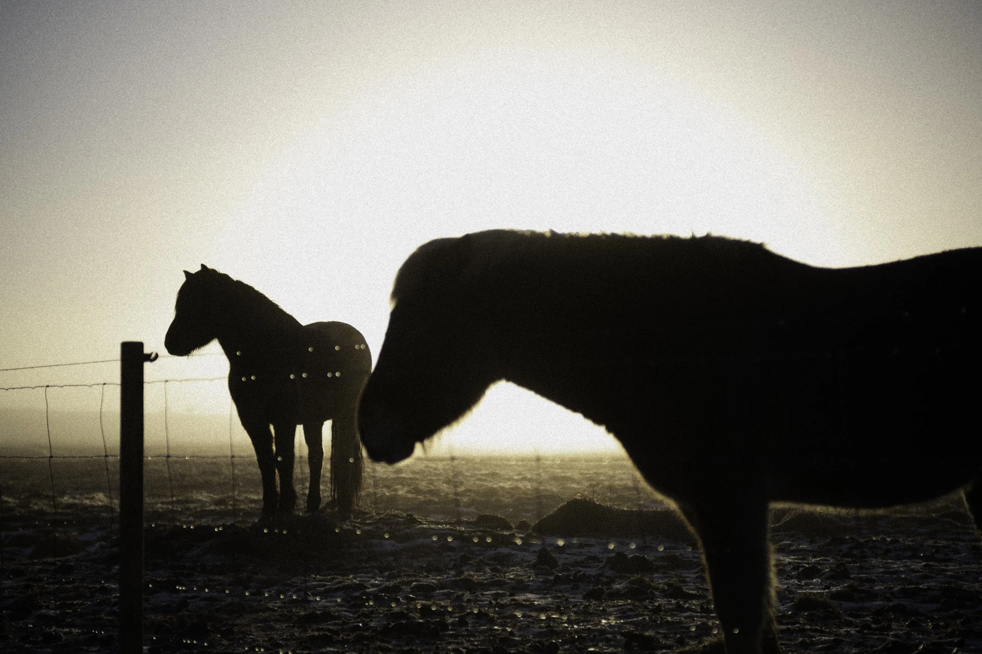 Two horses standing outdoors during the sunset, silhouetted against a bright sky. One horse is near a fence, the other is closer to the camera.
