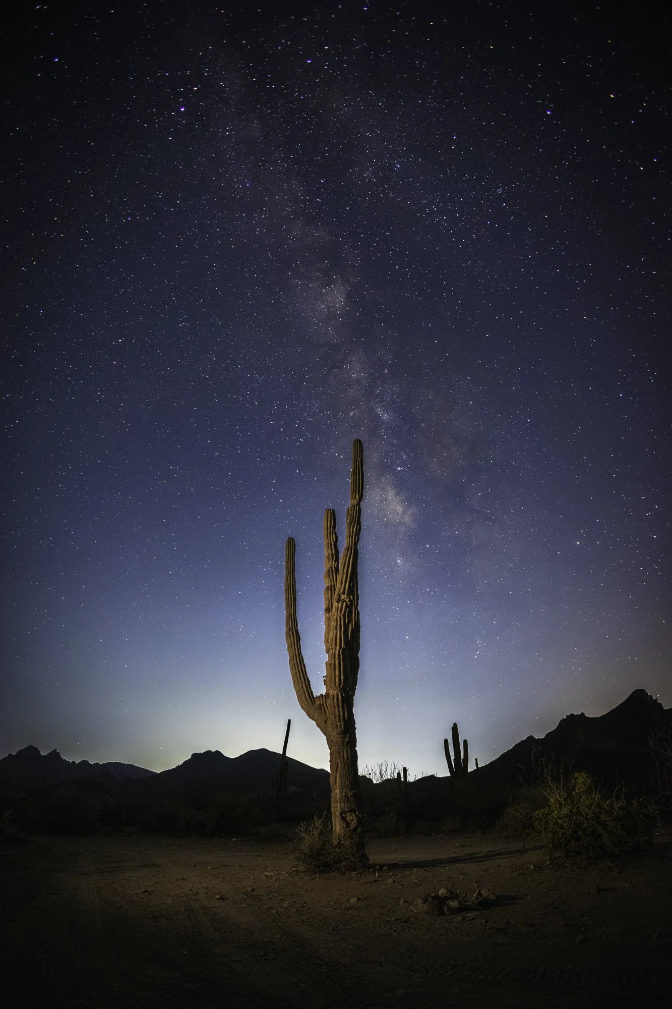 A tall saguaro cactus standing in a desert landscape at night, with a clear starry sky and the Milky Way galaxy overhead.