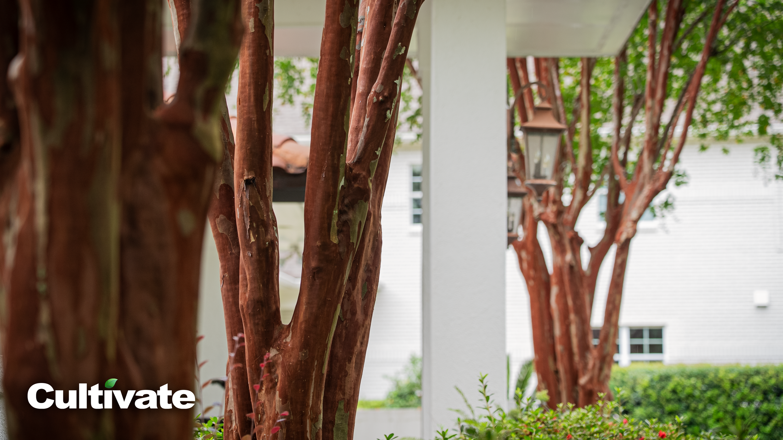 Crepe Myrtle Care Guide for South Louisiana: Planting Tips, Watch-Outs &amp; Common Mistakes