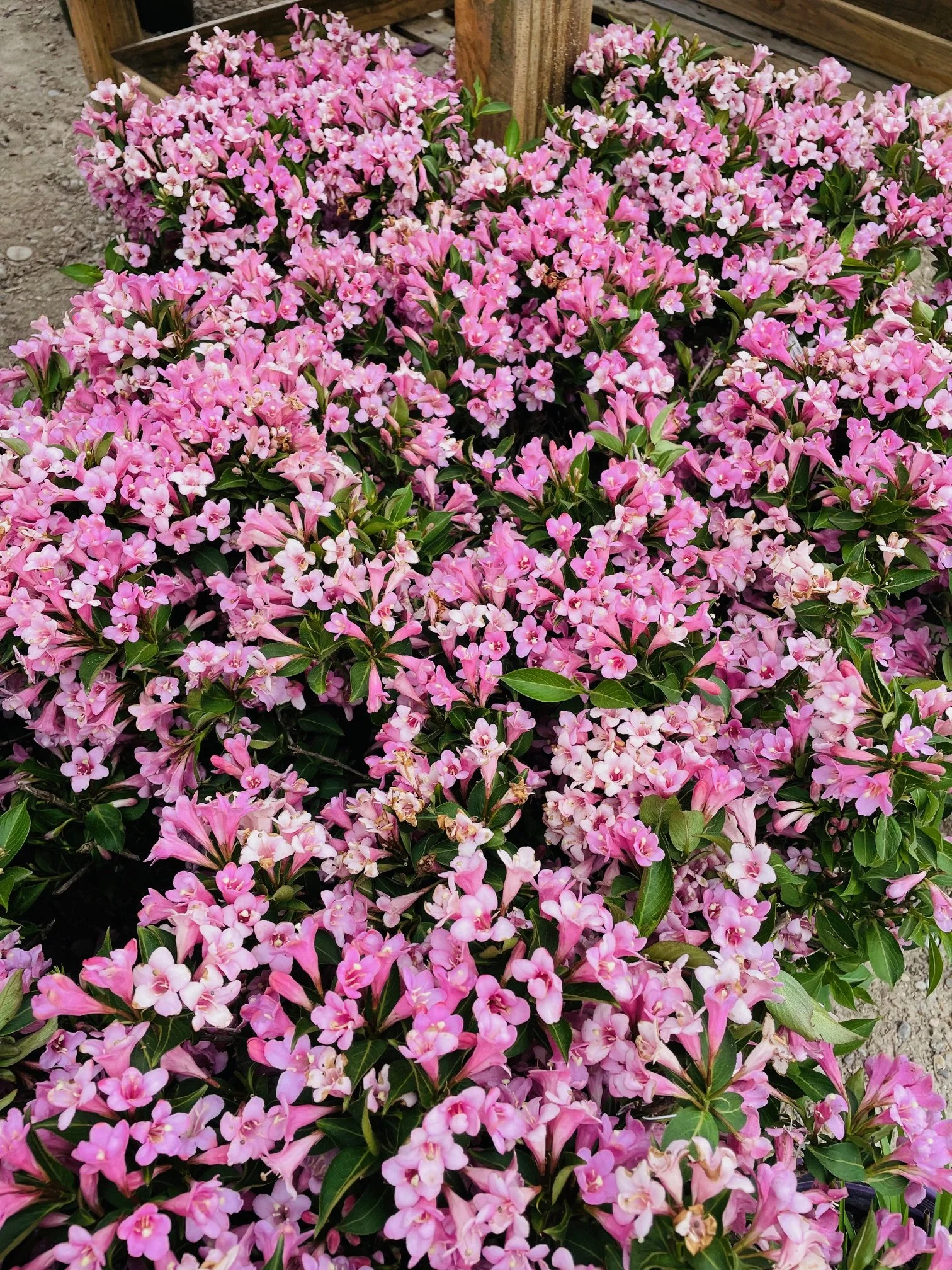 IMG_8775.jpg