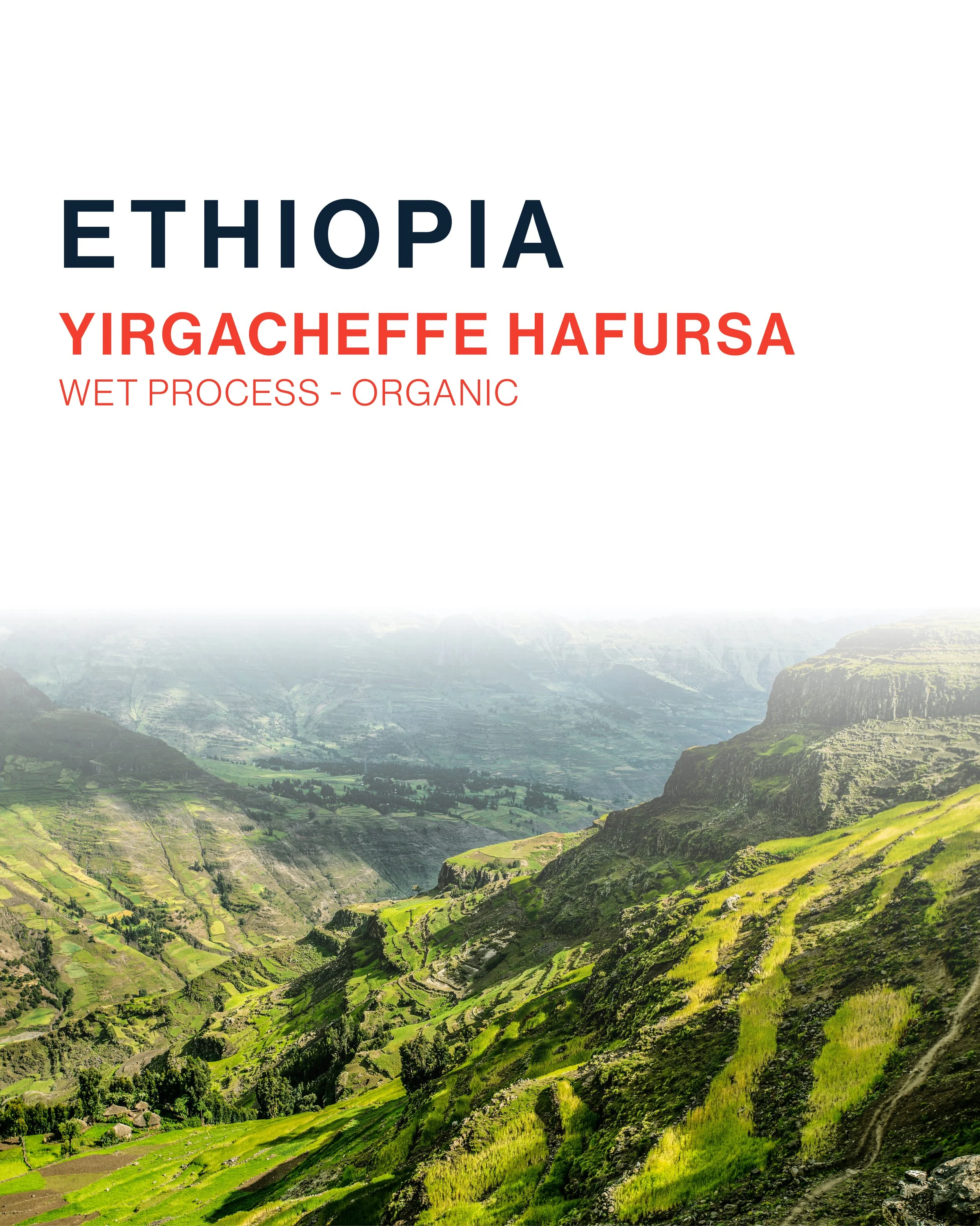 Ethiopia Yirgacheffe Hafursa