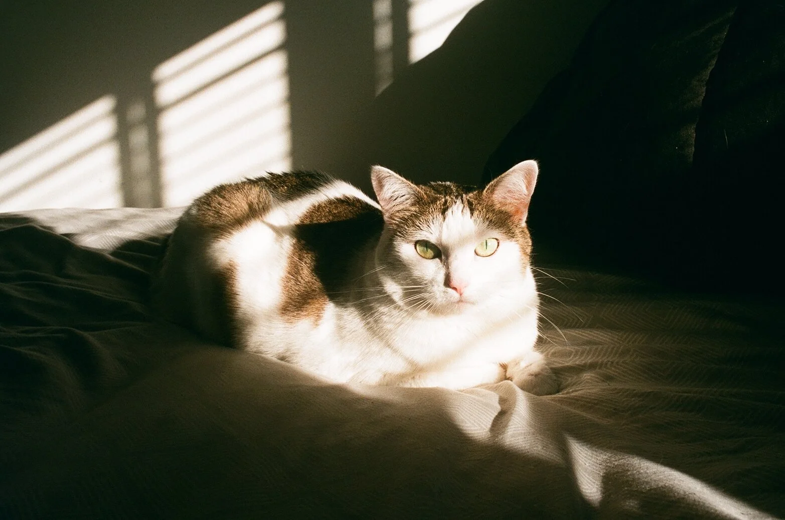 51978322570_b02cdd18bb_o.jpg