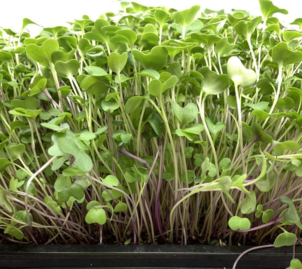 Basic Salad Mix