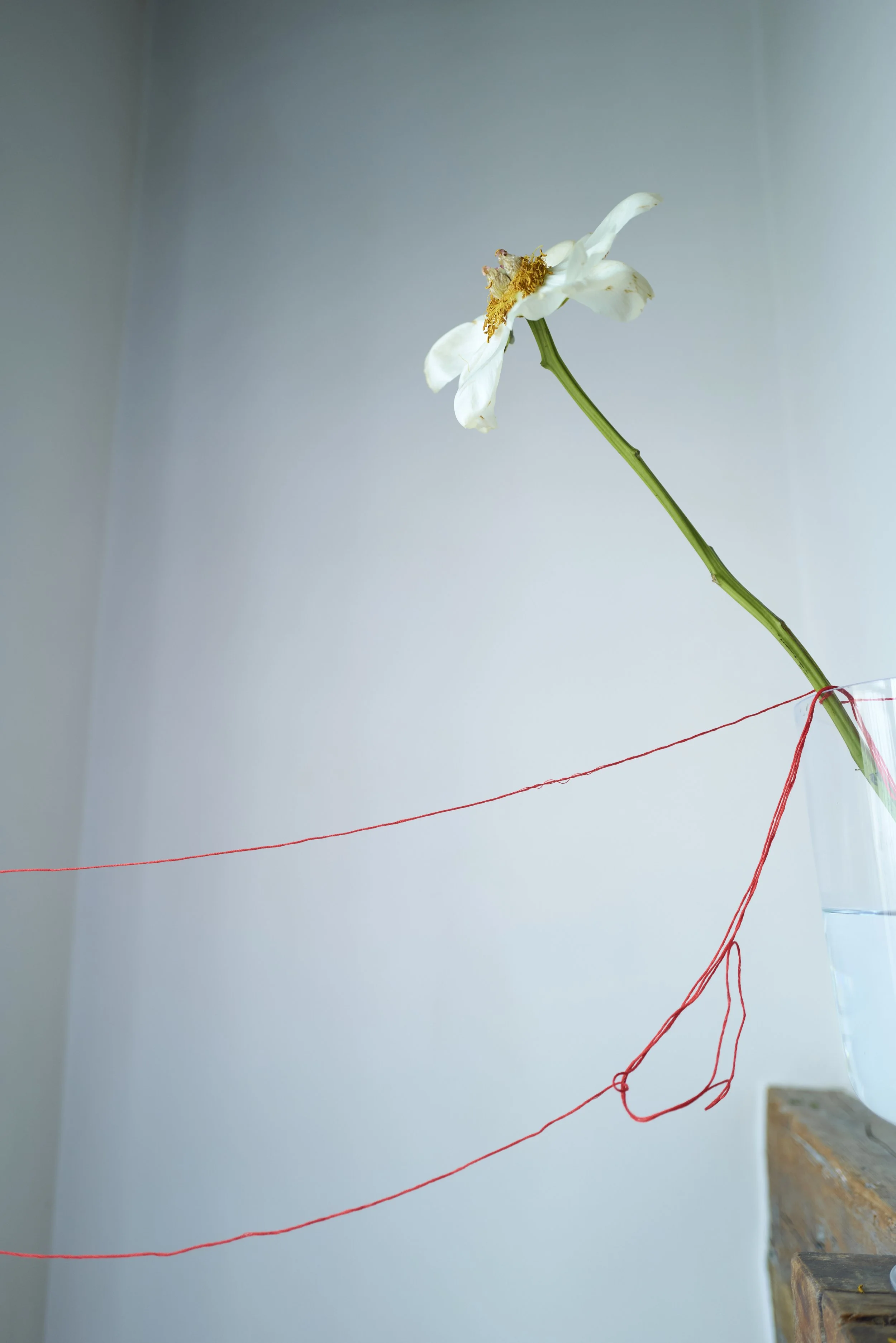 String  Flower Paris_II_LV_2026_196.jpg