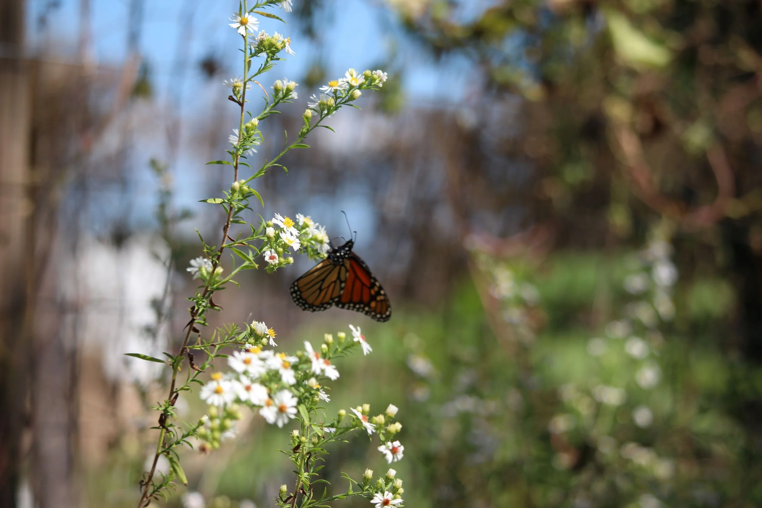 October in the Garden: A Time to Gather