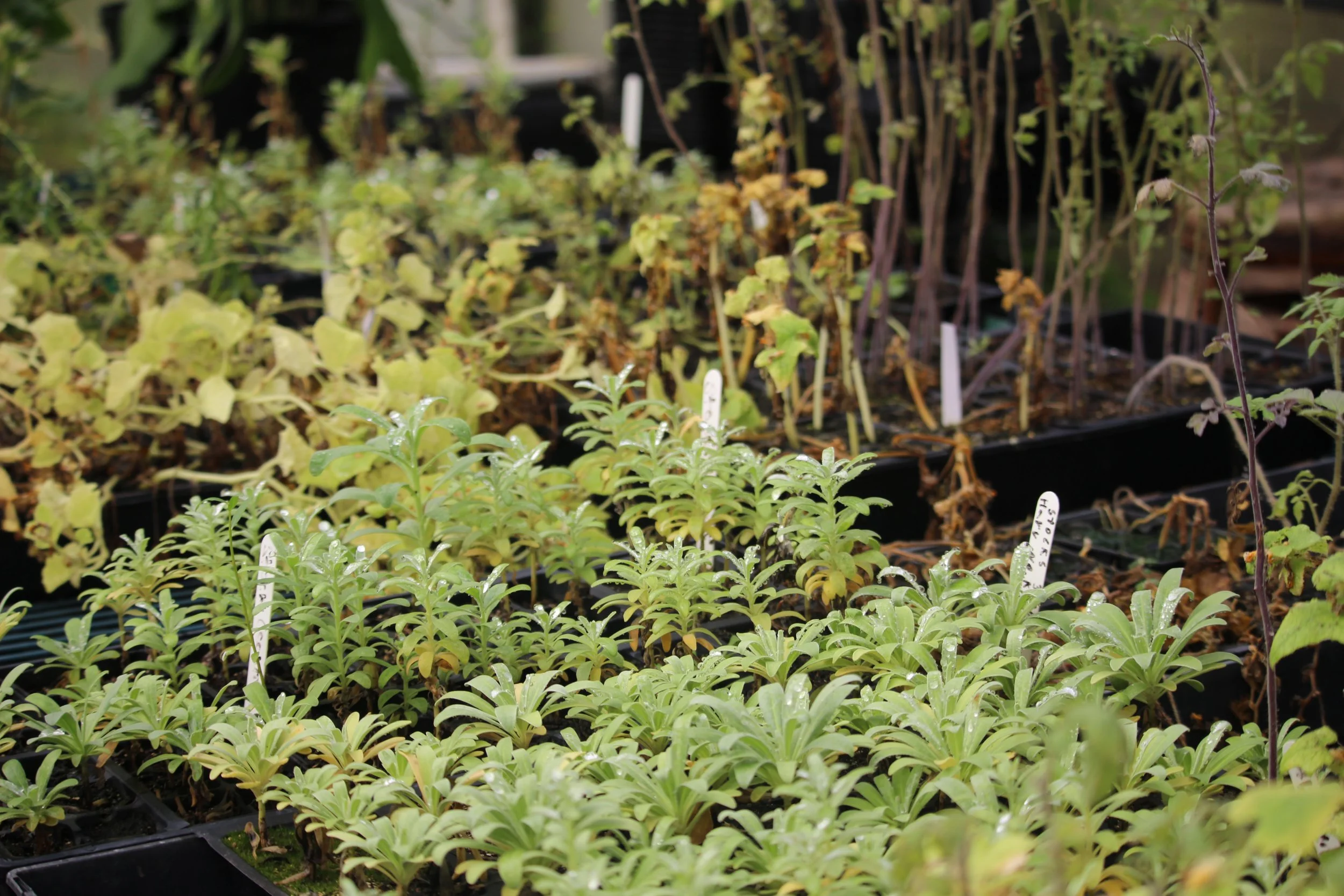 Bring the Flavor Home: SEEDS Fall Fest Vegetarian Chili