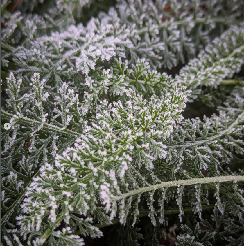 Cold Sowing at SEEDS