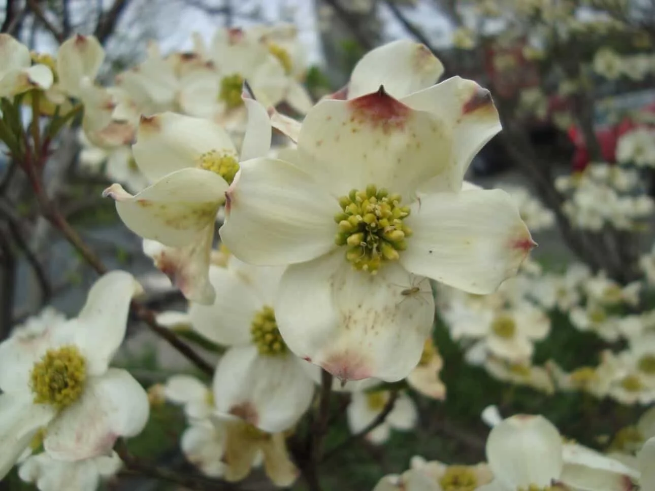 A Sweet Sign of Spring, Our Fig Tree