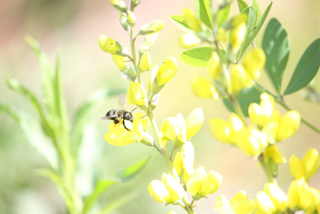 Buzzing Back to Life: Bees Return to SEEDS Garden